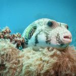 El Quseir Diving Log β Day 3: El Quadim Bay Conditions & Marine Life π Close-up of a spotted pufferfish resting among soft coral under clear blue water.