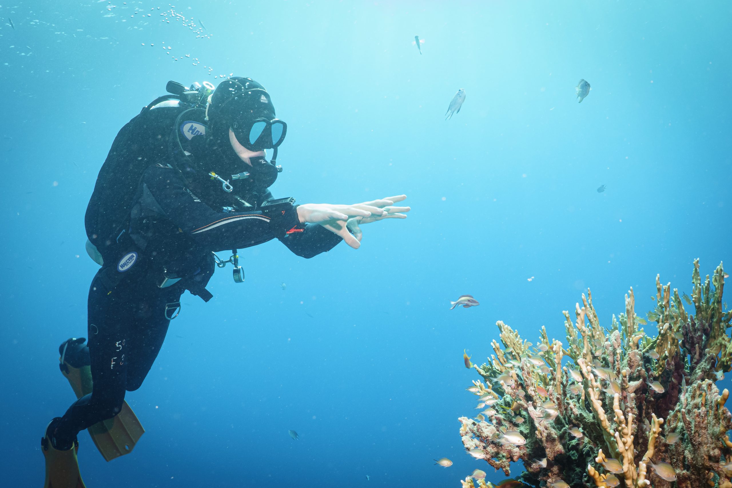 Scuba diver exploring coral reef with colorful fish swimming, under clear blue water.