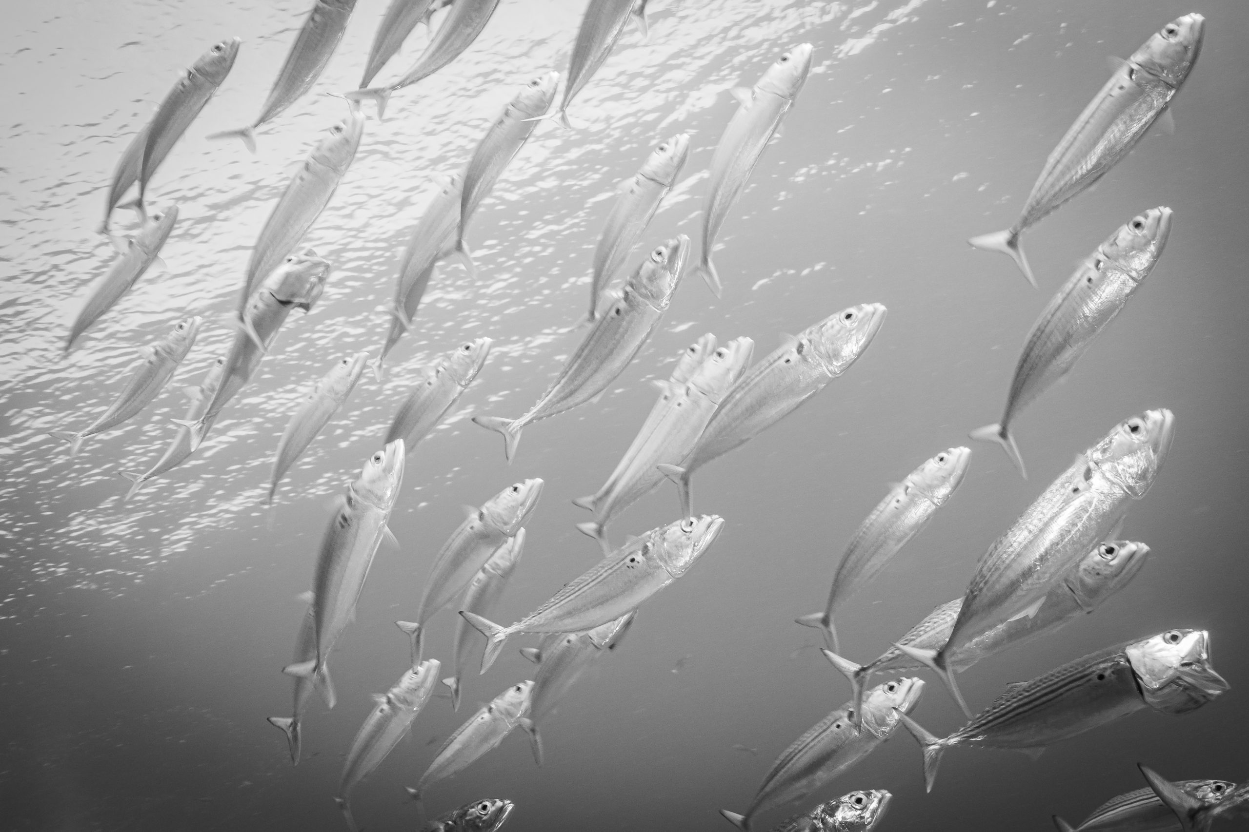 School of fish swimming together underwater, giving a sense of unity and motion in the ocean's depths.