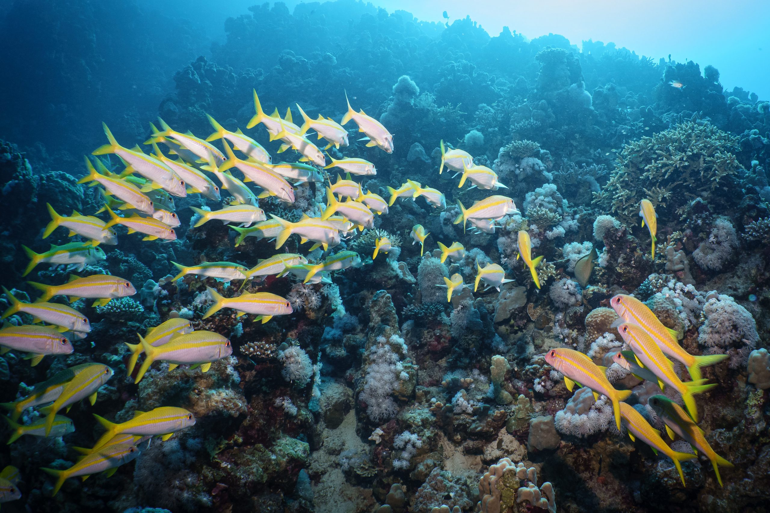 School of yellowtail snappers swimming over vibrant coral reef underwater.