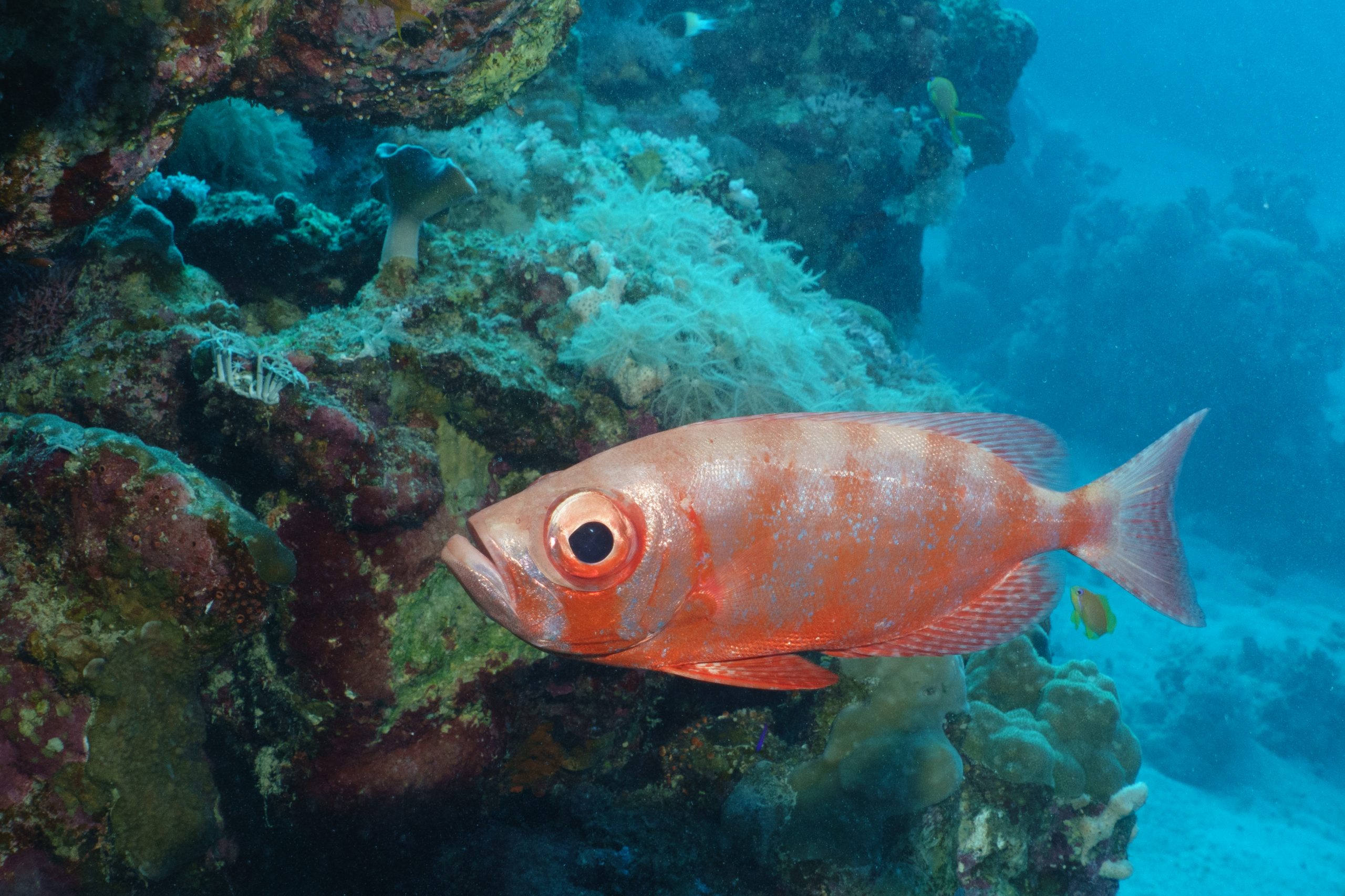 Red fish swims near a vibrant coral reef in clear blue ocean water.