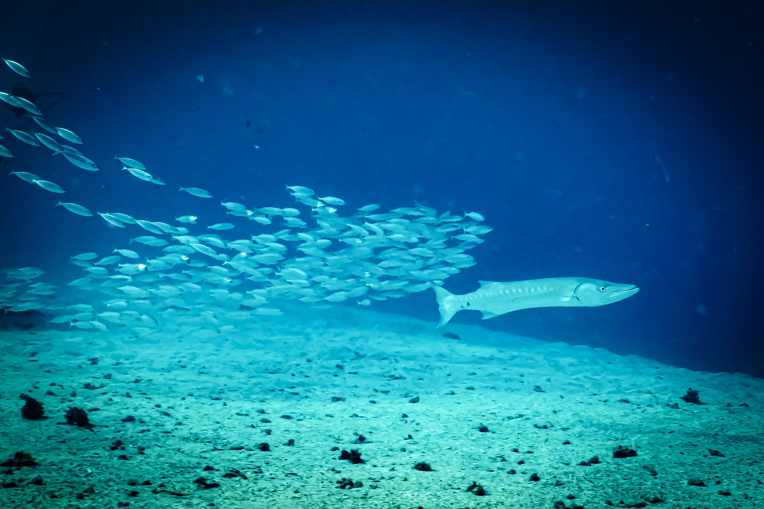 Underwater scene with a barracuda swimming near a school of small fish on a sandy ocean floor.