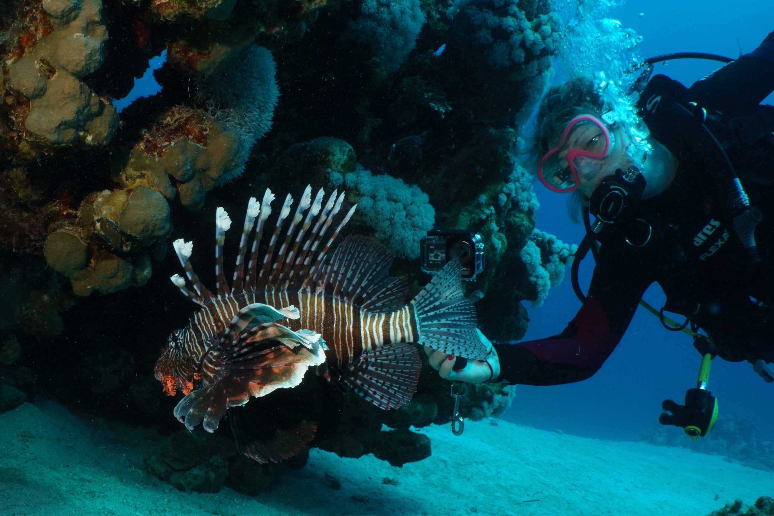 Scuba diver photographing a lionfish near a coral reef underwater.