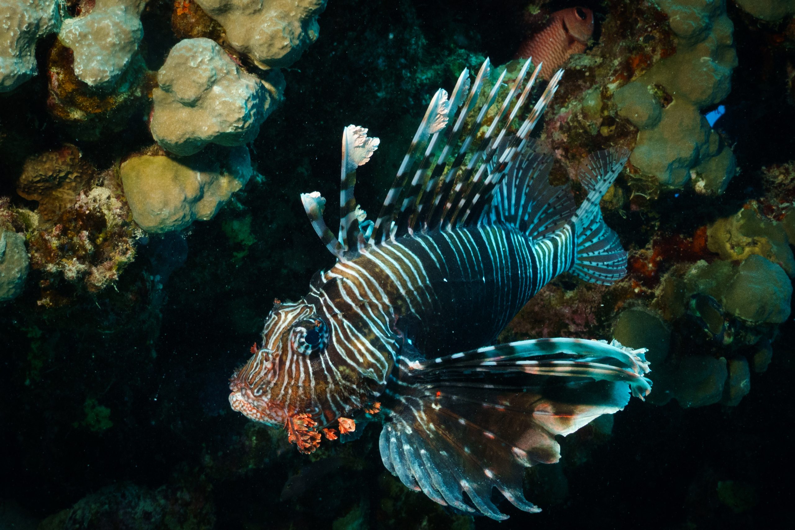Lionfish swimming near coral reef, displaying striking striped patterns and long, elegant fins.