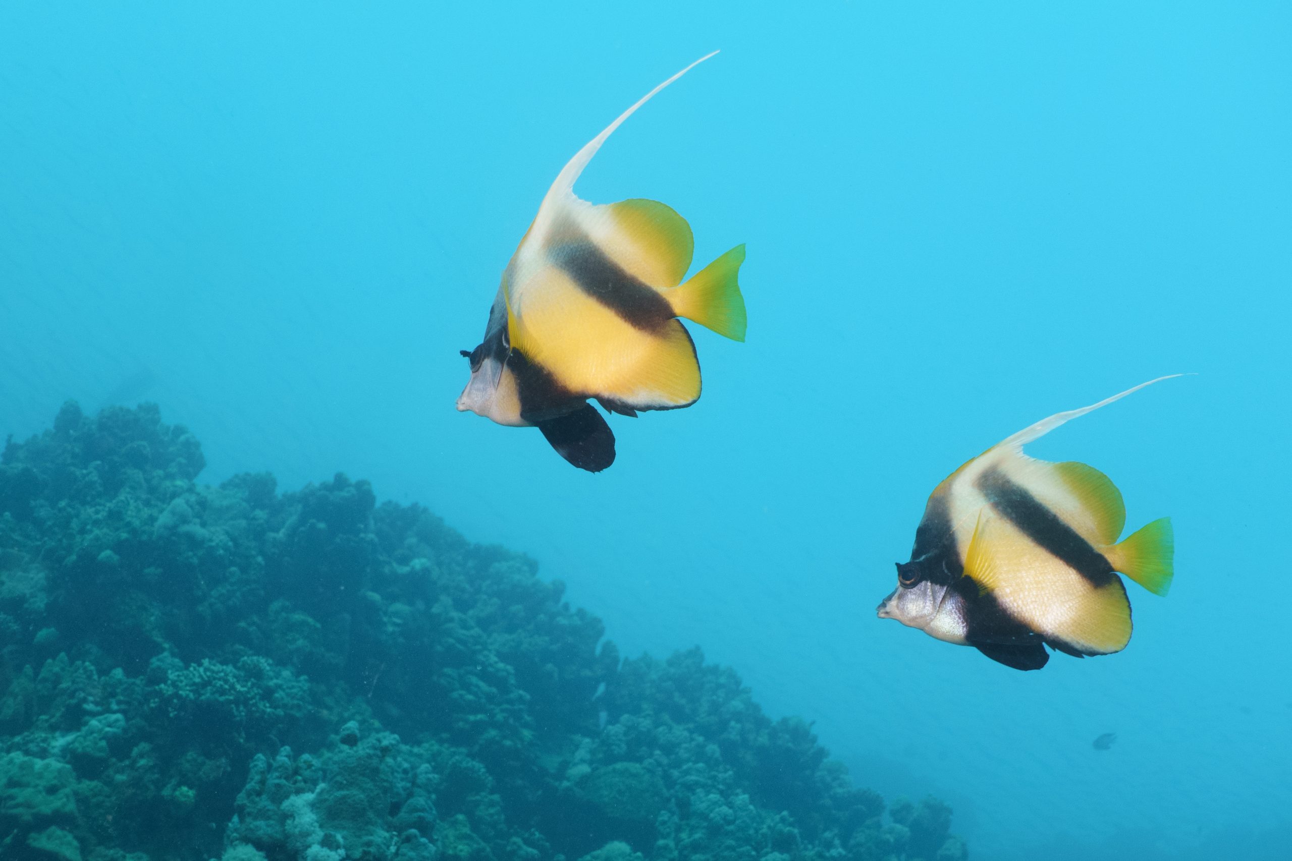Two colorful fish swimming over a coral reef in clear blue ocean water.