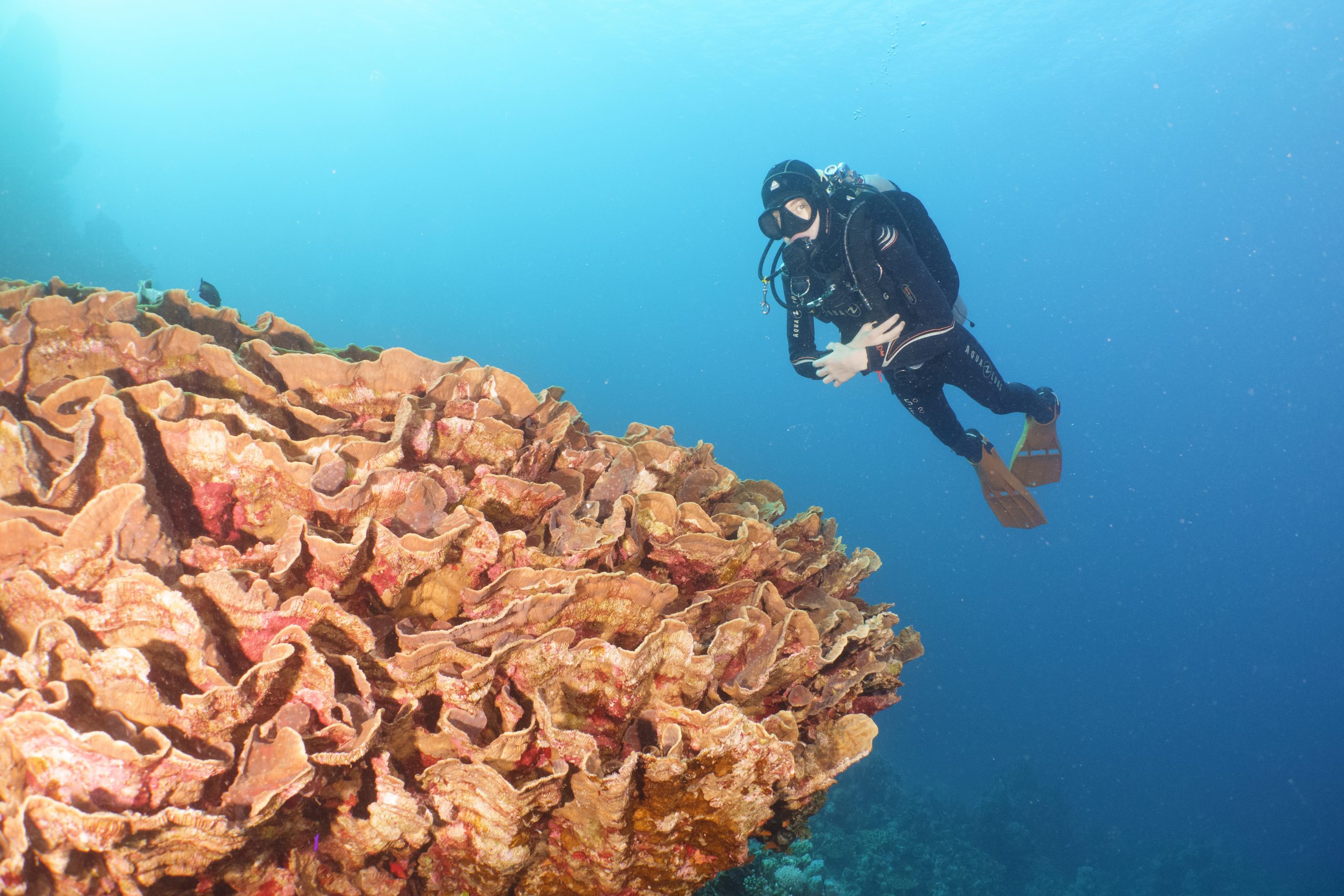 Scuba diver exploring vibrant coral reef underwater, surrounded by clear blue ocean.