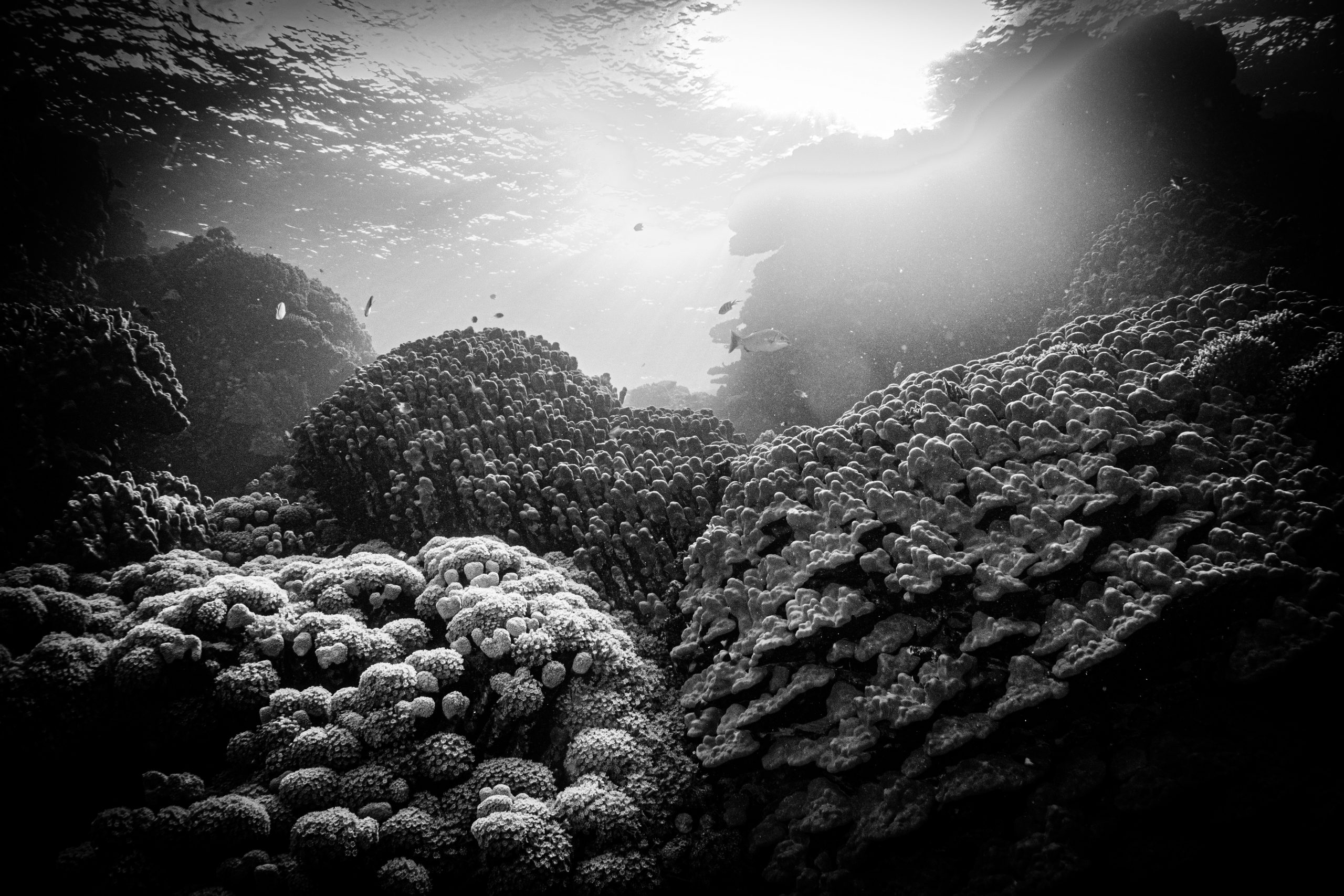Black and white underwater shot of coral reefs with sunlight filtering through the water.