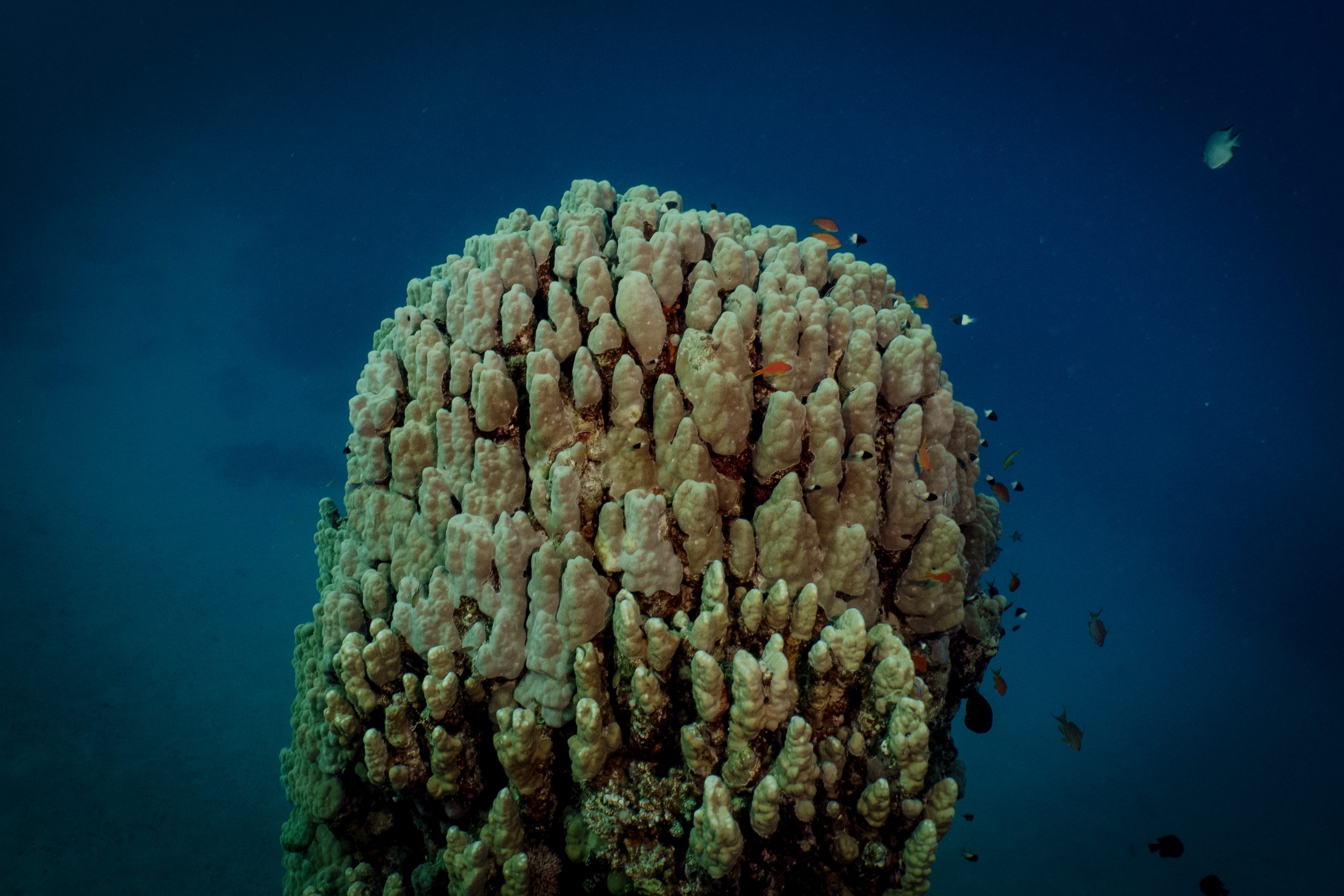 Underwater coral stack surrounded by small tropical fish in deep blue ocean.