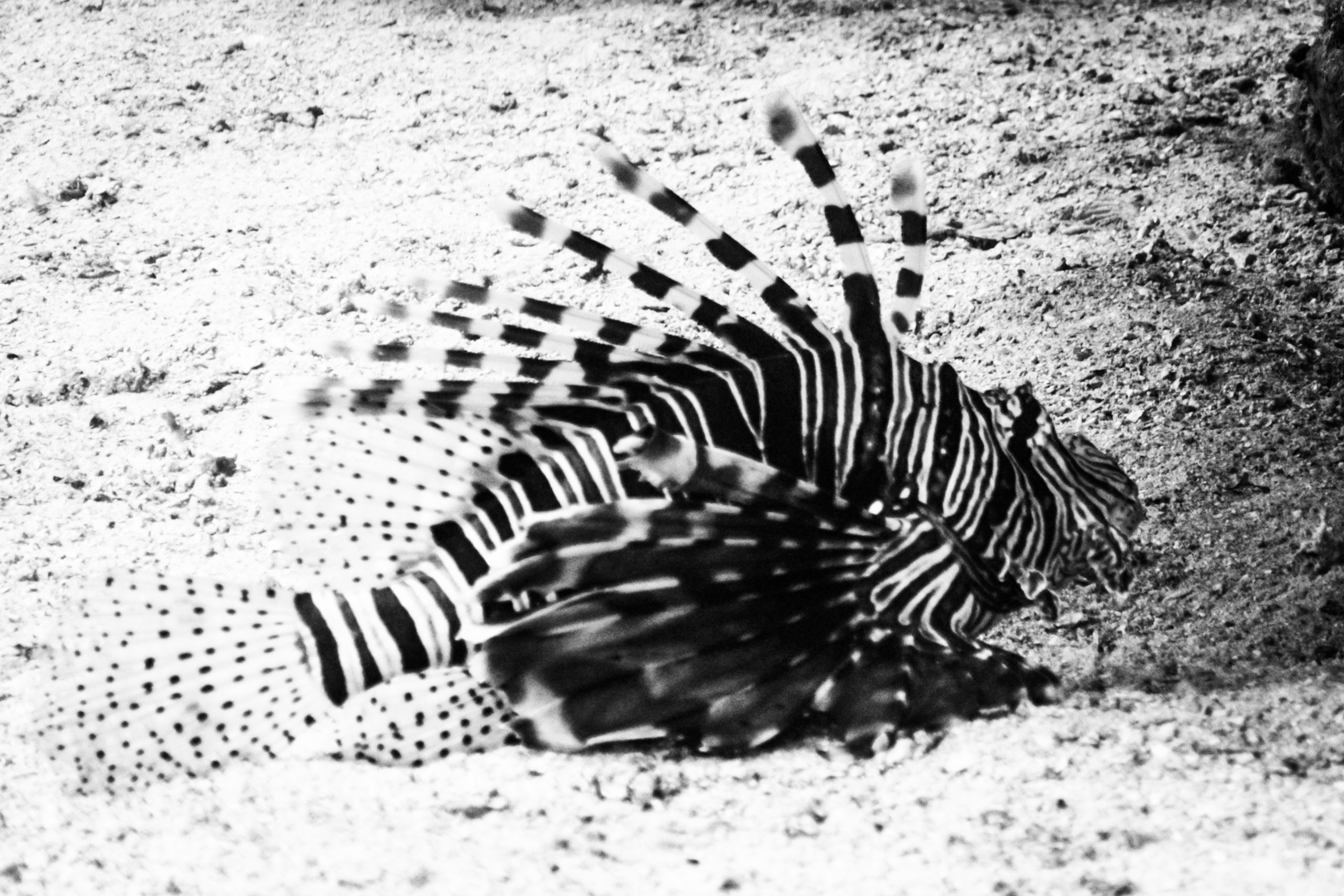Black and white image of a lionfish with striking striped and spotted fins resting on a sandy ocean floor.