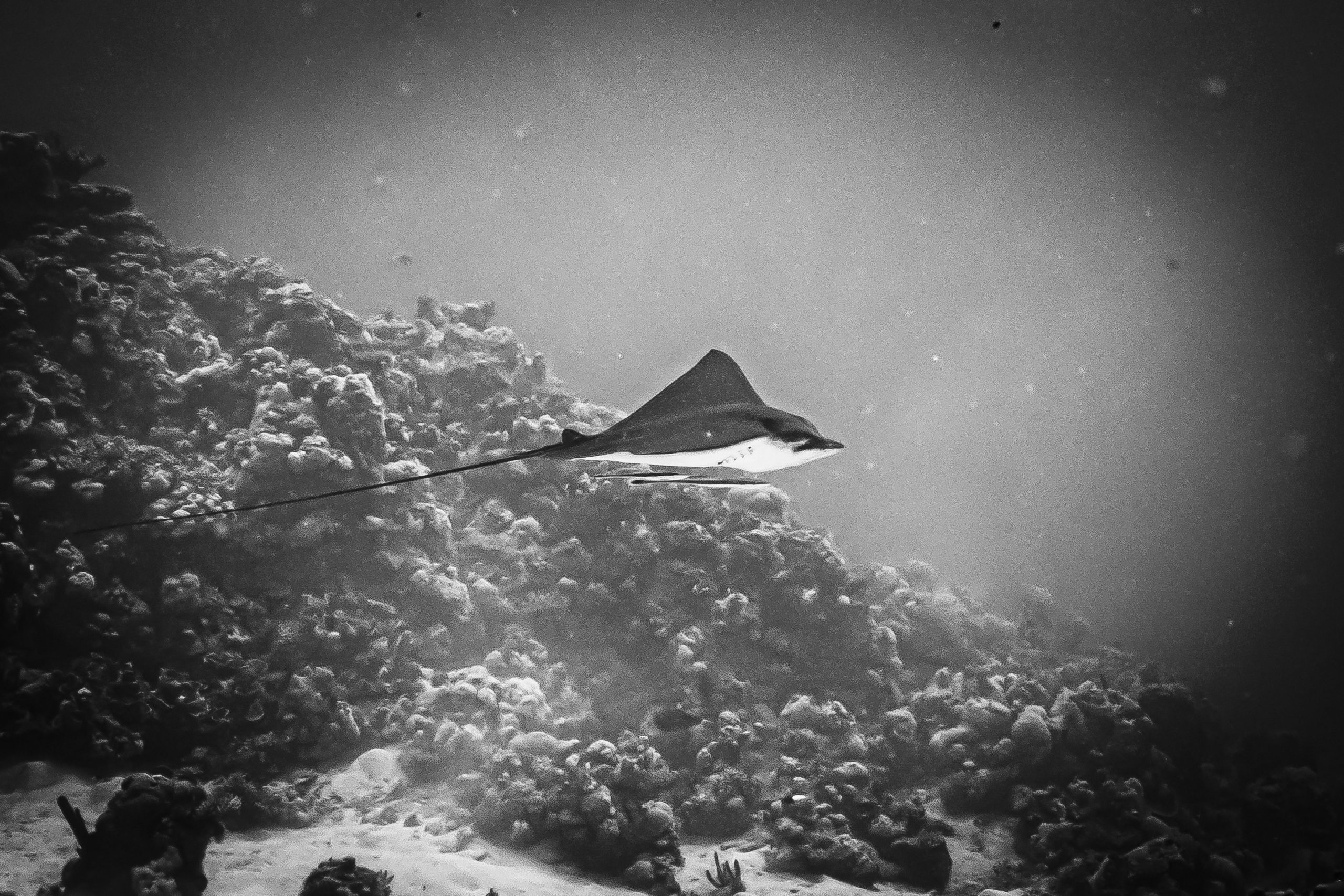 Monochrome image of a stingray swimming near coral reef underwater.