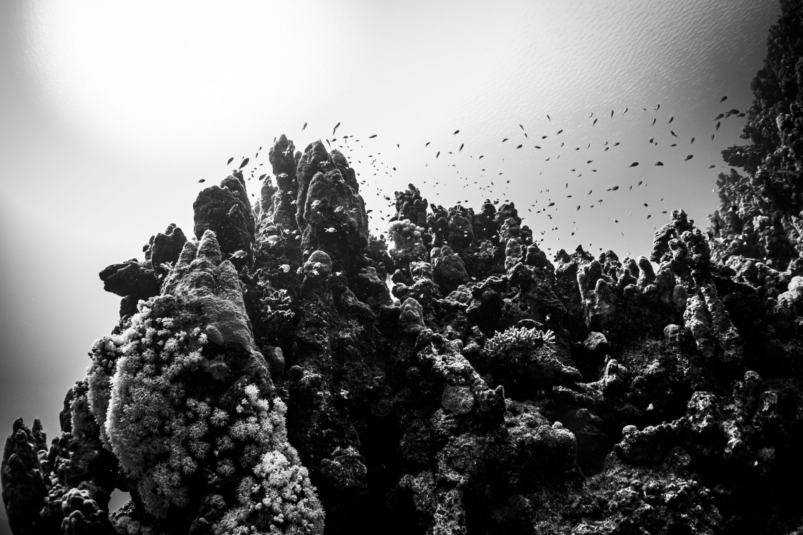 Black and white underwater scene with coral formations and a school of small fish swimming above.