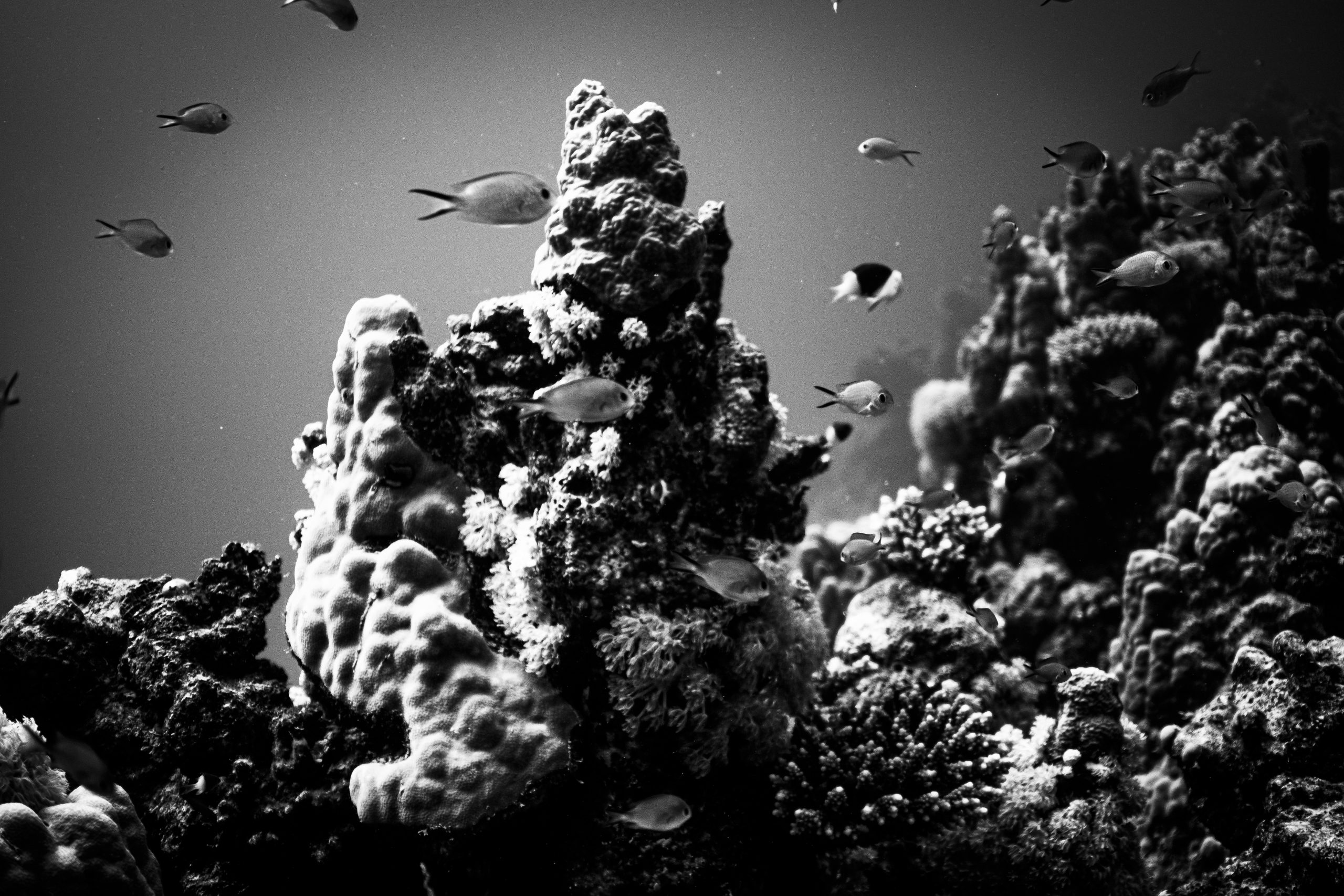 Black and white underwater scene with fish swimming around coral reefs.