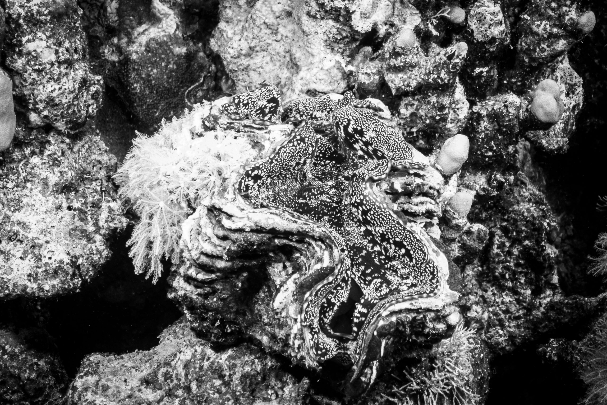 Black and white close-up of an intricately patterned marine mollusk on a textured coral reef background.
