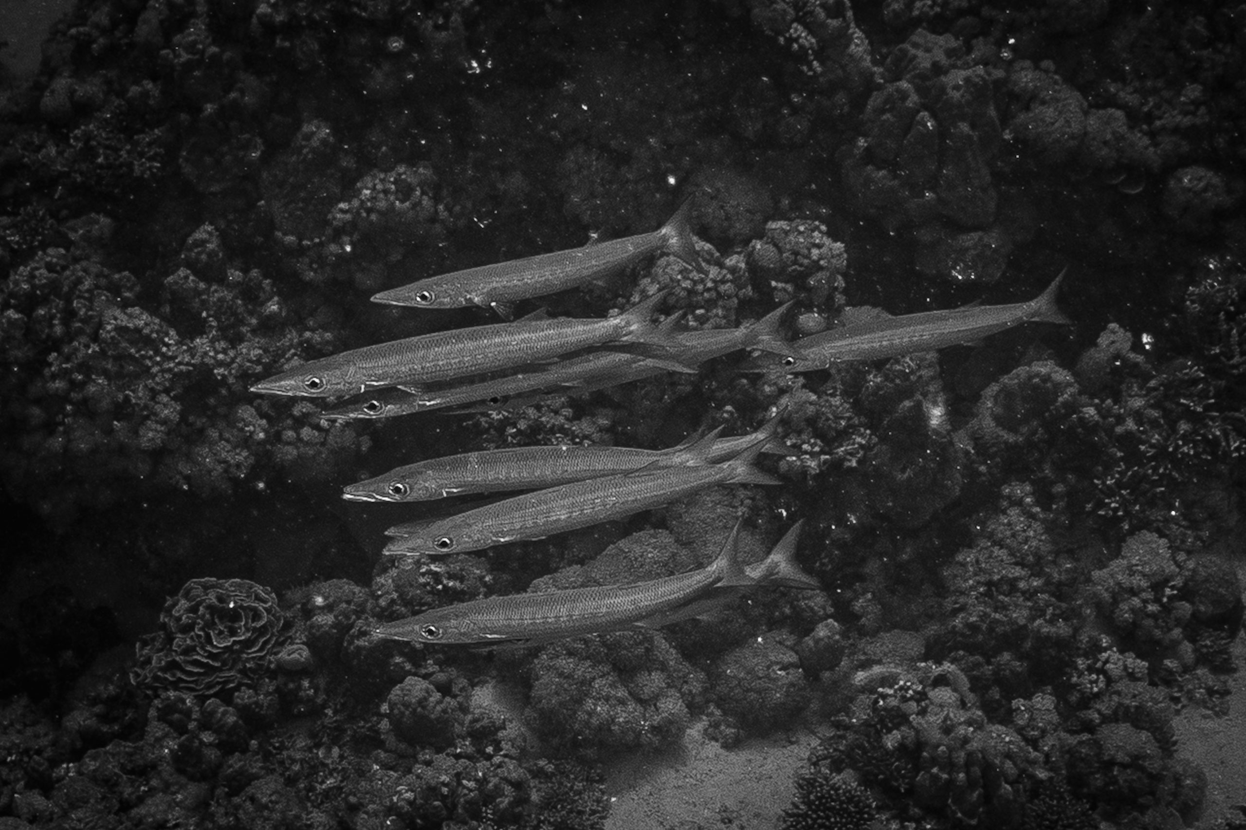 Black and white photo of a school of long, slender fish swimming over coral in the ocean.