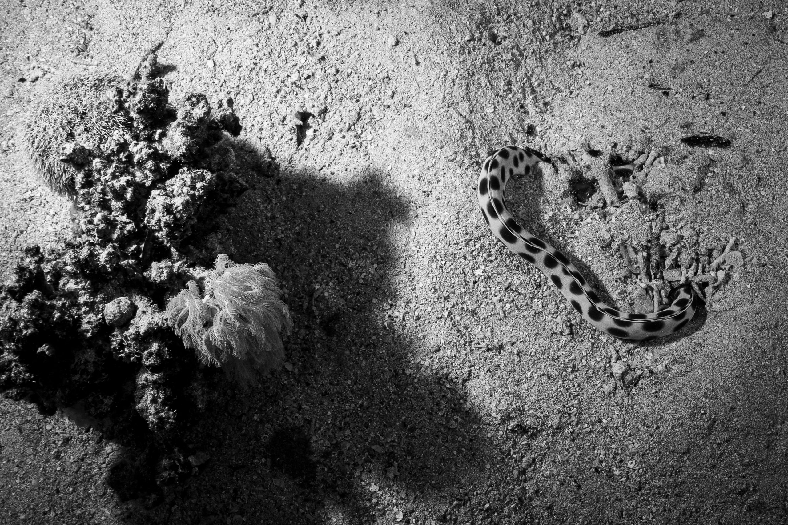 Black and white image of a spotted eel on a sandy ocean floor next to coral formations.