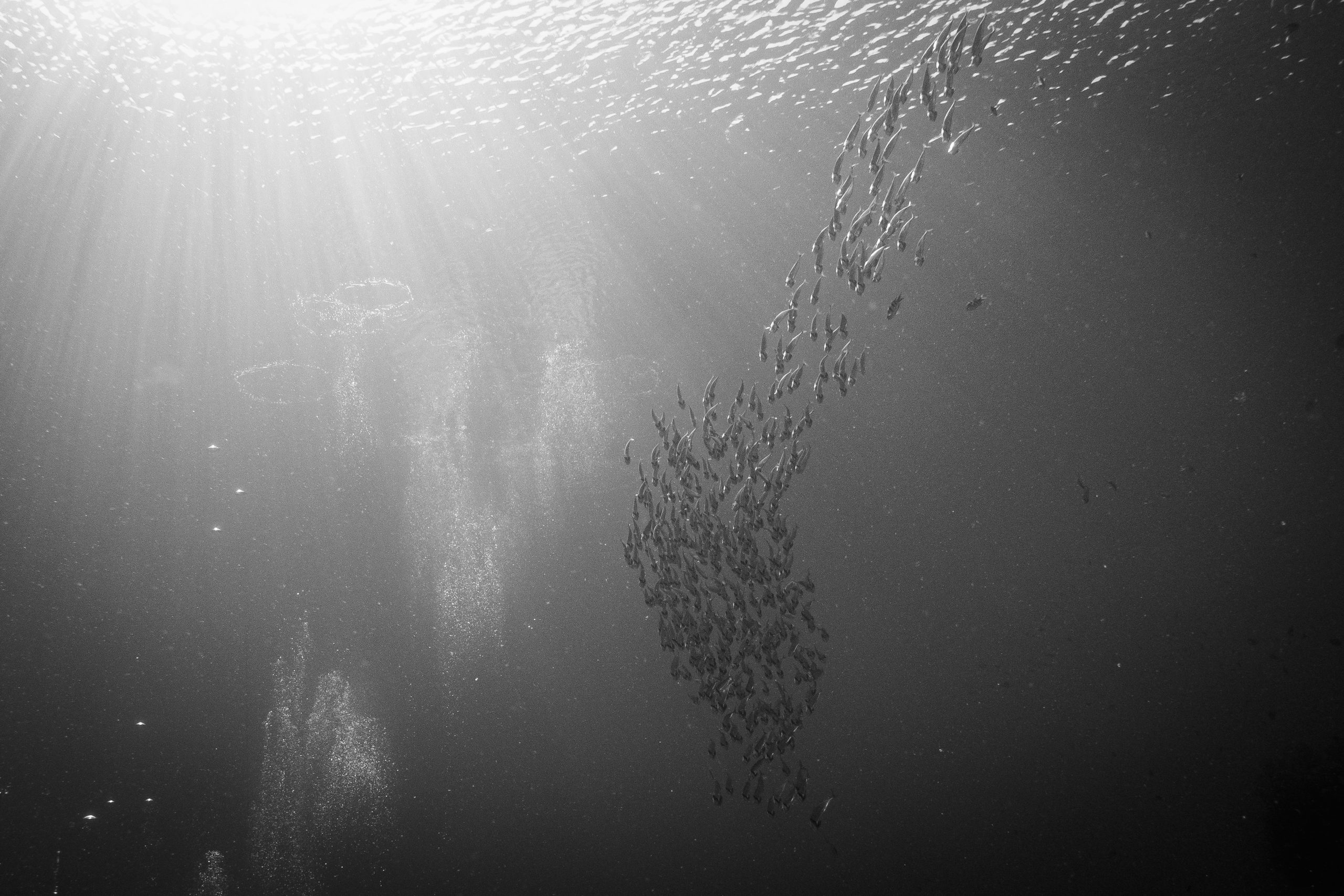 School of fish swimming underwater with sunbeams streaming through the surface, bubbles rising amidst them.