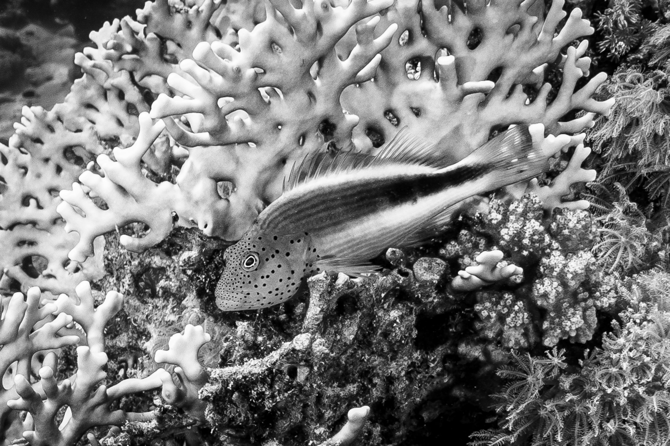 Spotted fish camouflaged among intricate coral reefs underwater in black and white.
