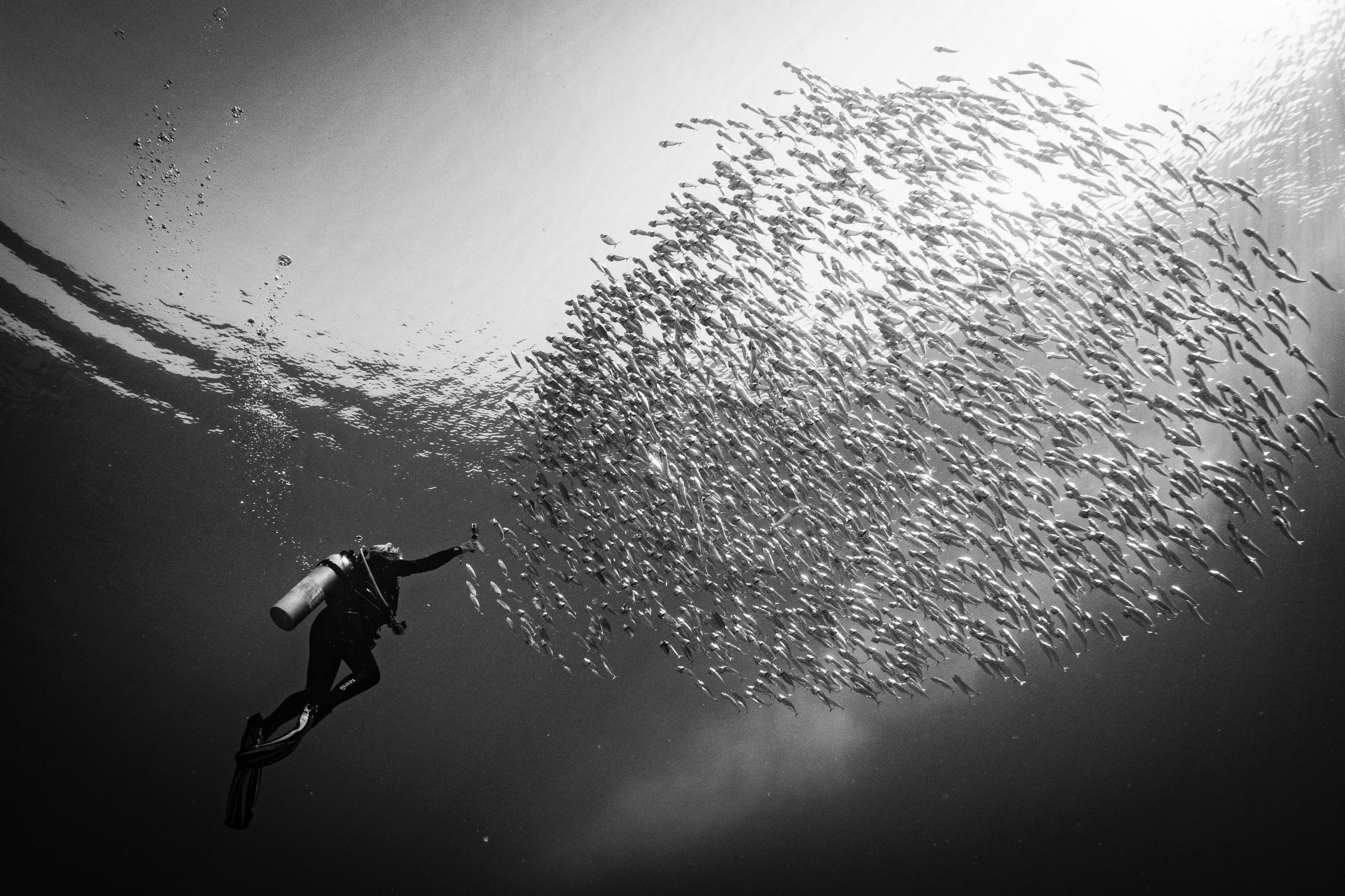 Scuba diver photographing a large school of fish underwater, black and white photography.