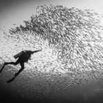 El Mina Reef β Dugong, Turtles & Stonefish Encounter in El Quseir Scuba diver swims among a swirling school of fish in the ocean's depths, captured in a mesmerizing black and white scene.