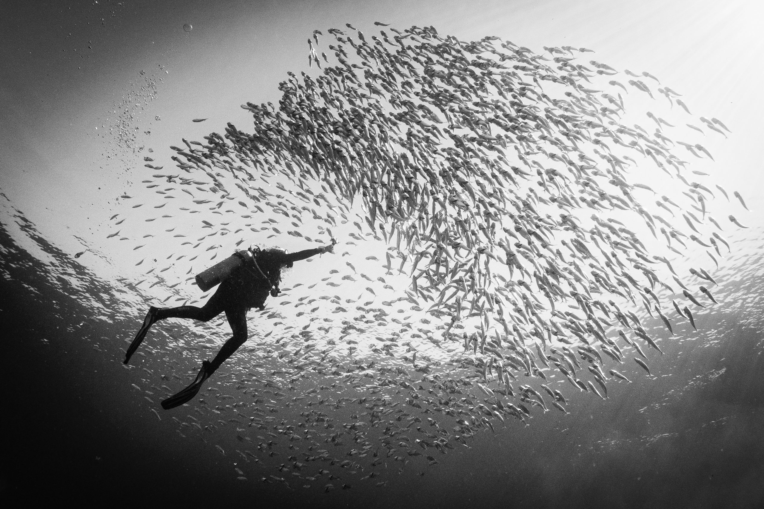 El Mina Reef – Dugong, Turtles & Stonefish Encounter in El Quseir