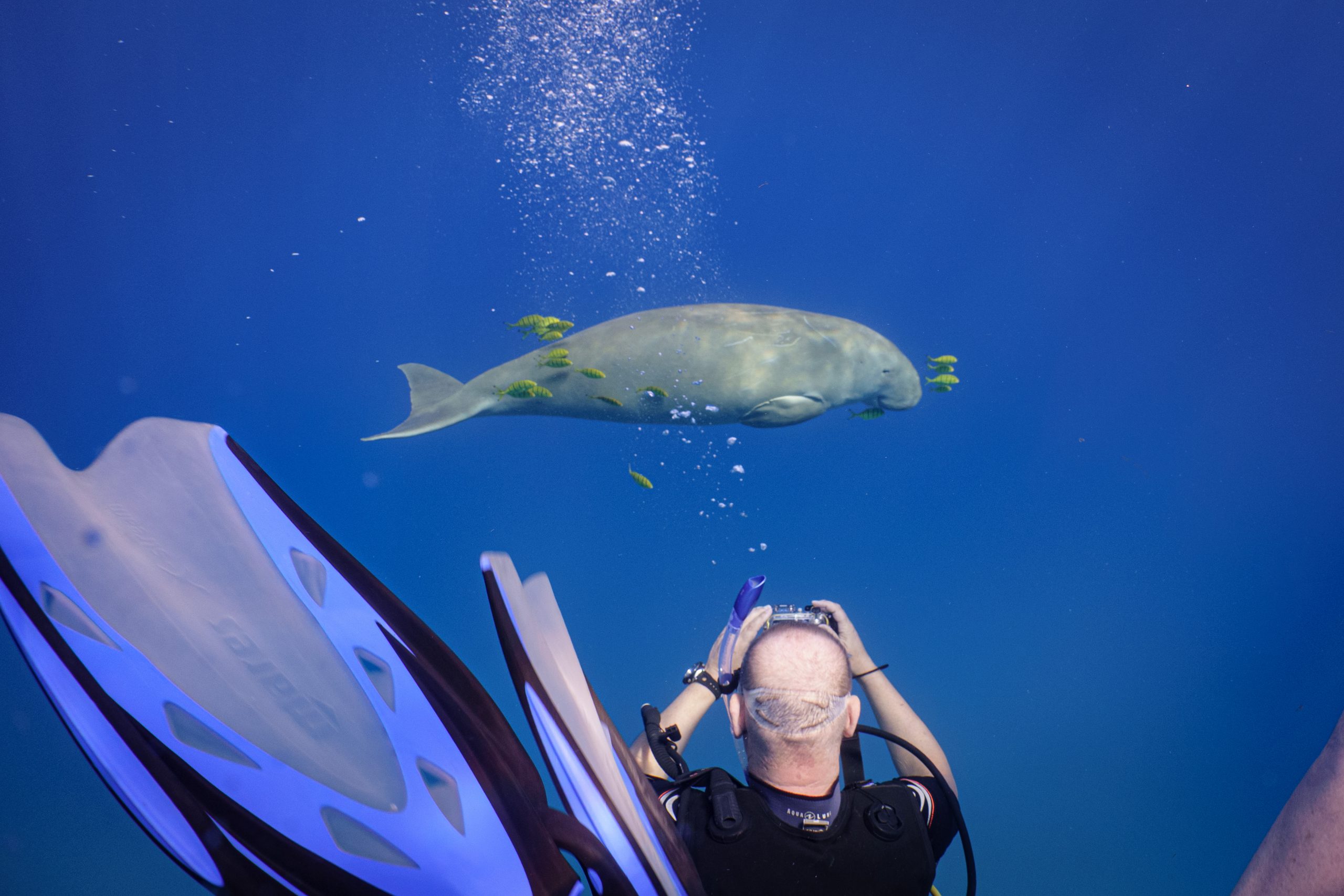 Scuba diver photographing a dugong surrounded by fish underwater.