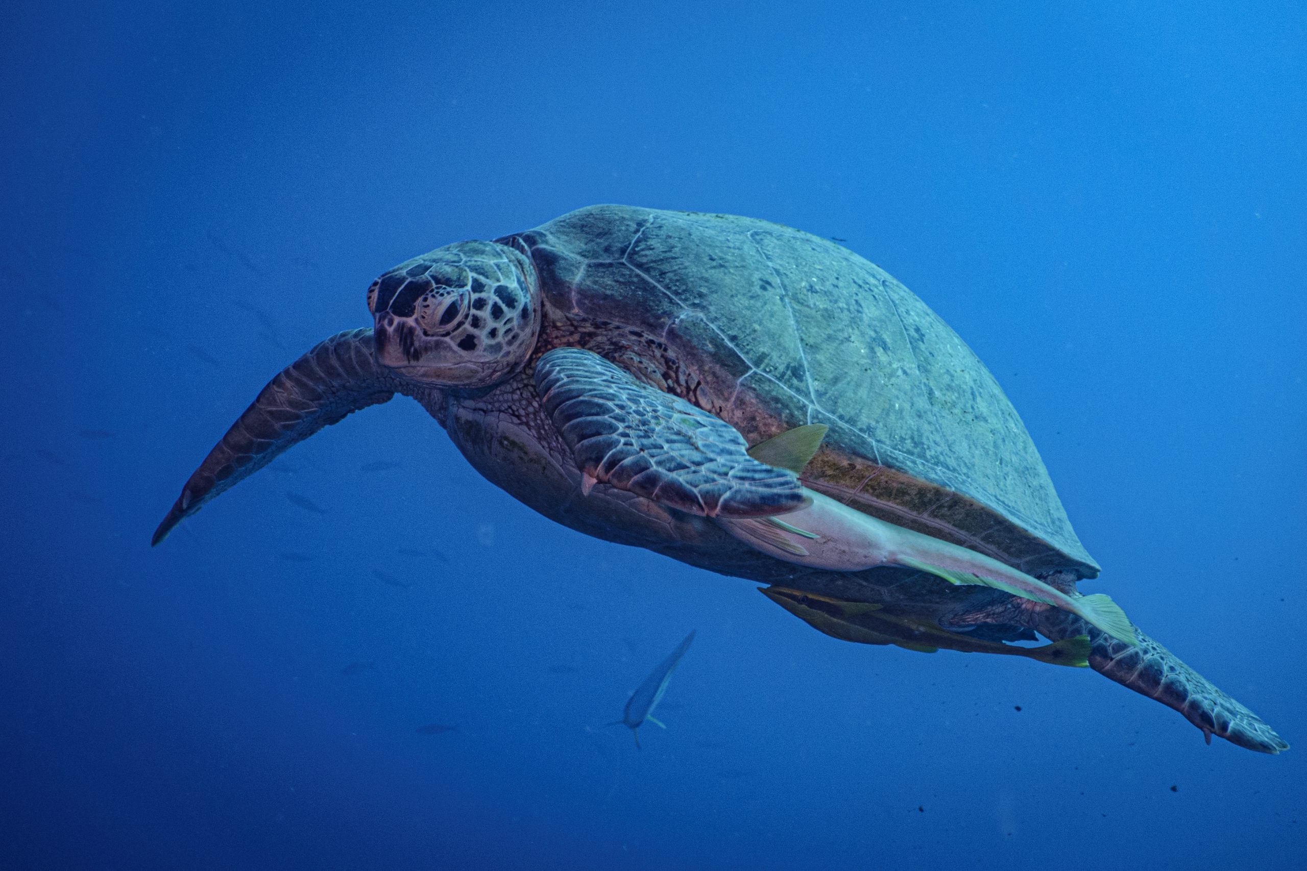 Sea turtle swimming gracefully in clear blue ocean water with small fish nearby.