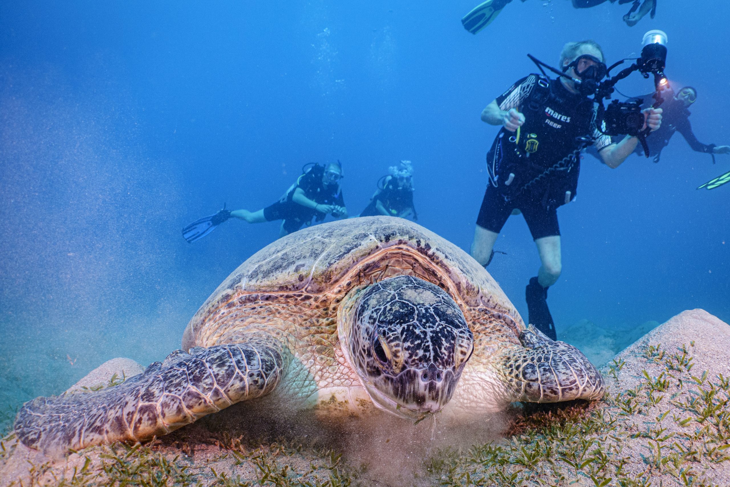 Diver photographing a large sea turtle grazing on underwater grass with other divers in the blue ocean background.