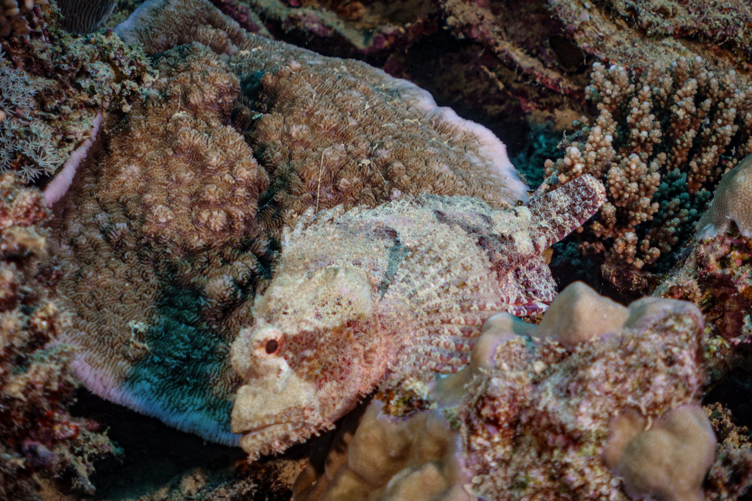 Camouflaged scorpionfish blends with coral reef, showcasing textured skin and vivid marine life.
