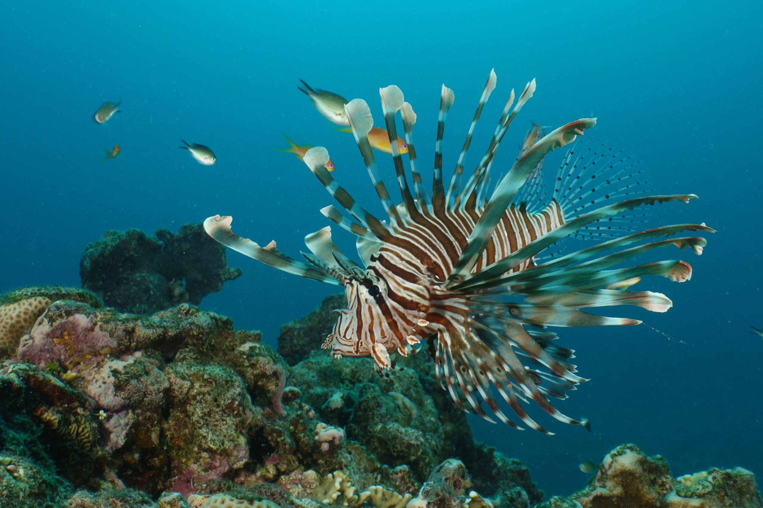Lionfish with striped fins glides over coral reef in clear blue ocean water, surrounded by smaller fish.