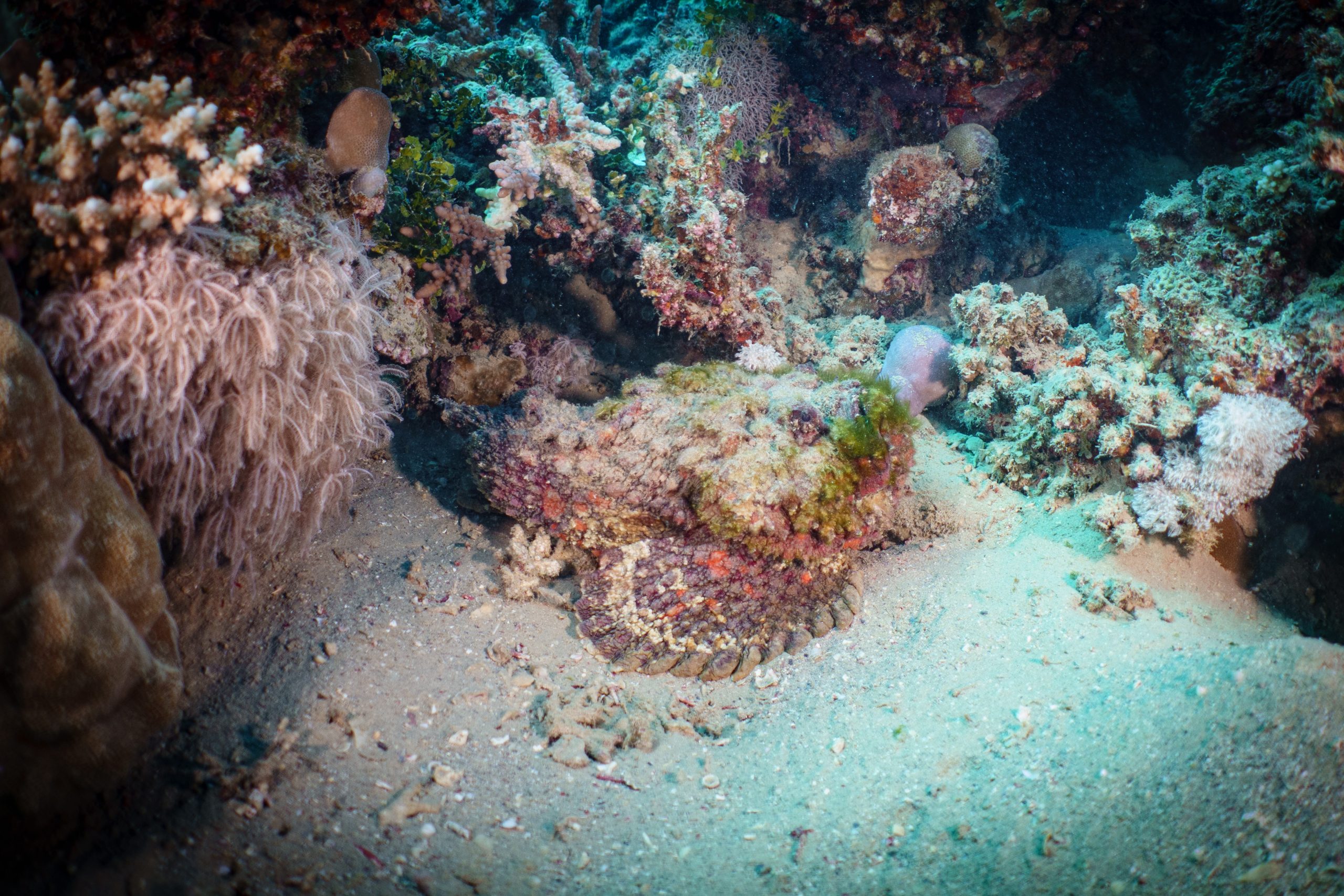Camouflaged stonefish hidden among coral and seaweed on the ocean floor.