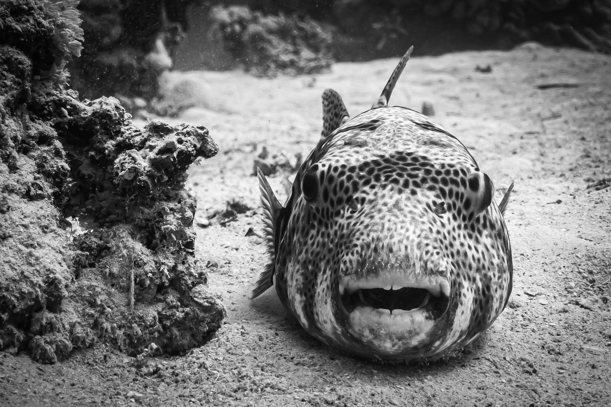 Black and white close-up of a pufferfish on the ocean floor with coral in the background.