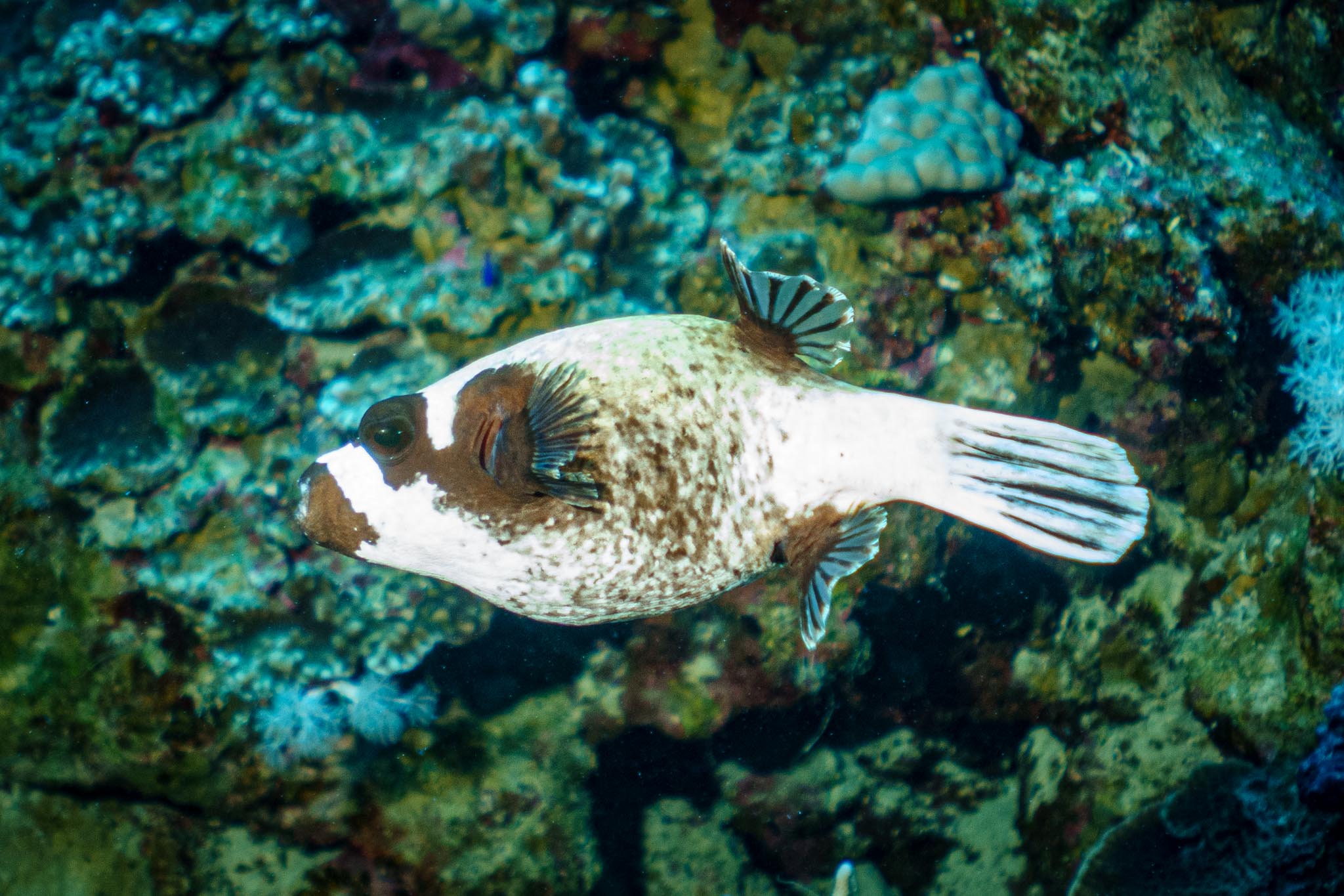 Spotted pufferfish swimming over vibrant coral reef background.