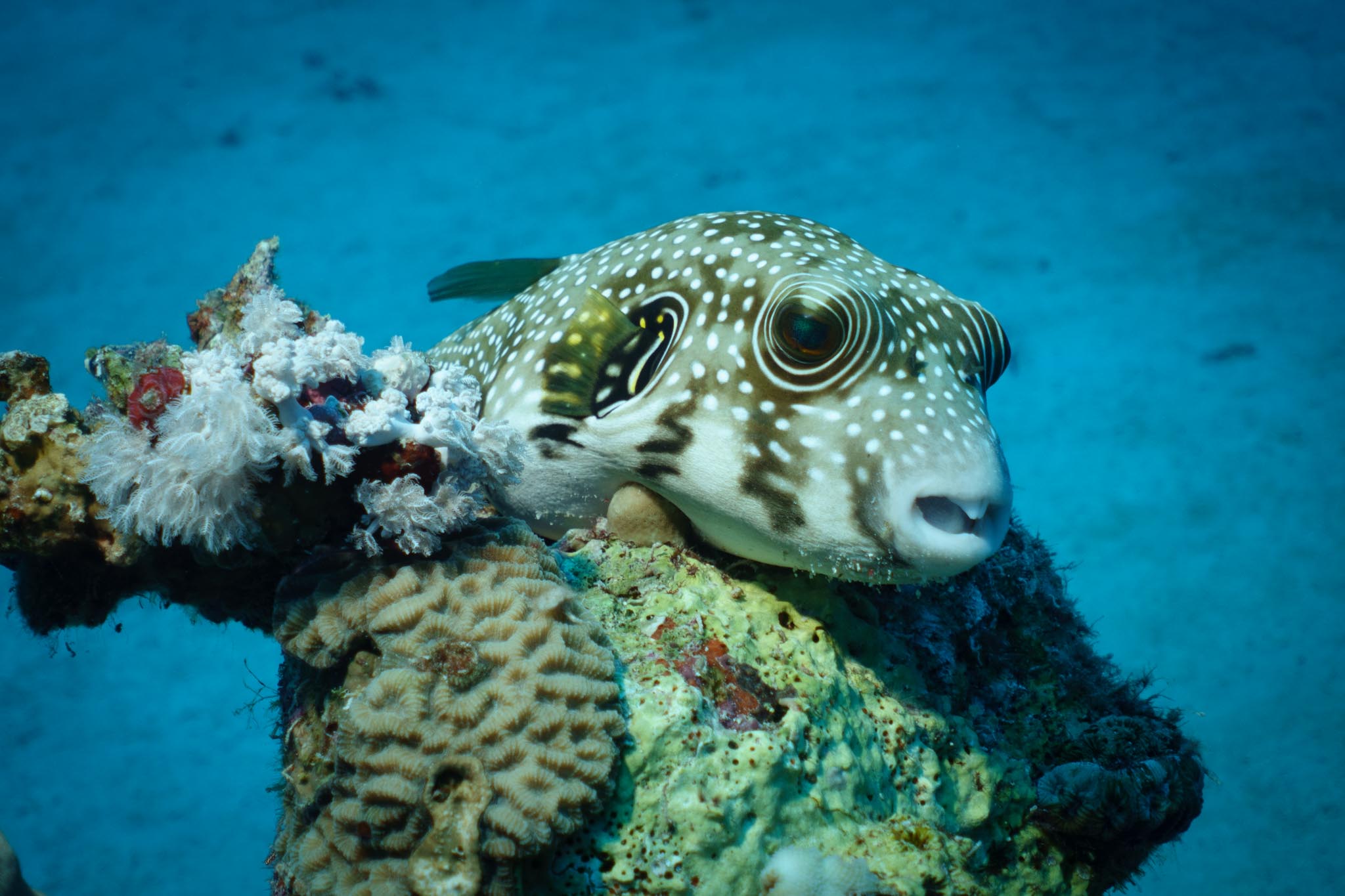 Spotted pufferfish resting on vibrant coral reef under clear blue water.