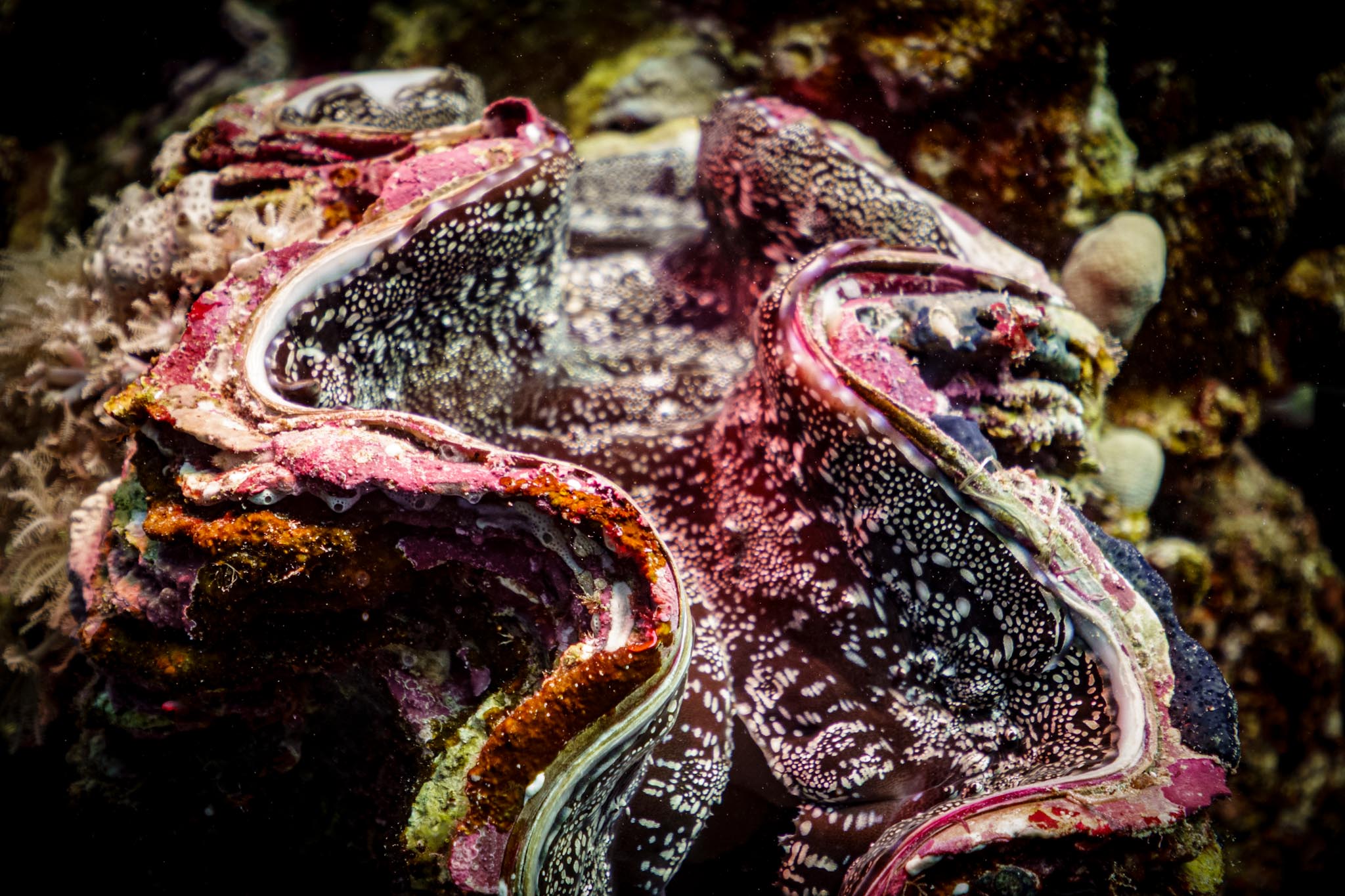 Close-up of a vibrant giant clam nestled in a coral reef, showcasing colorful ridges and textured shell patterns.