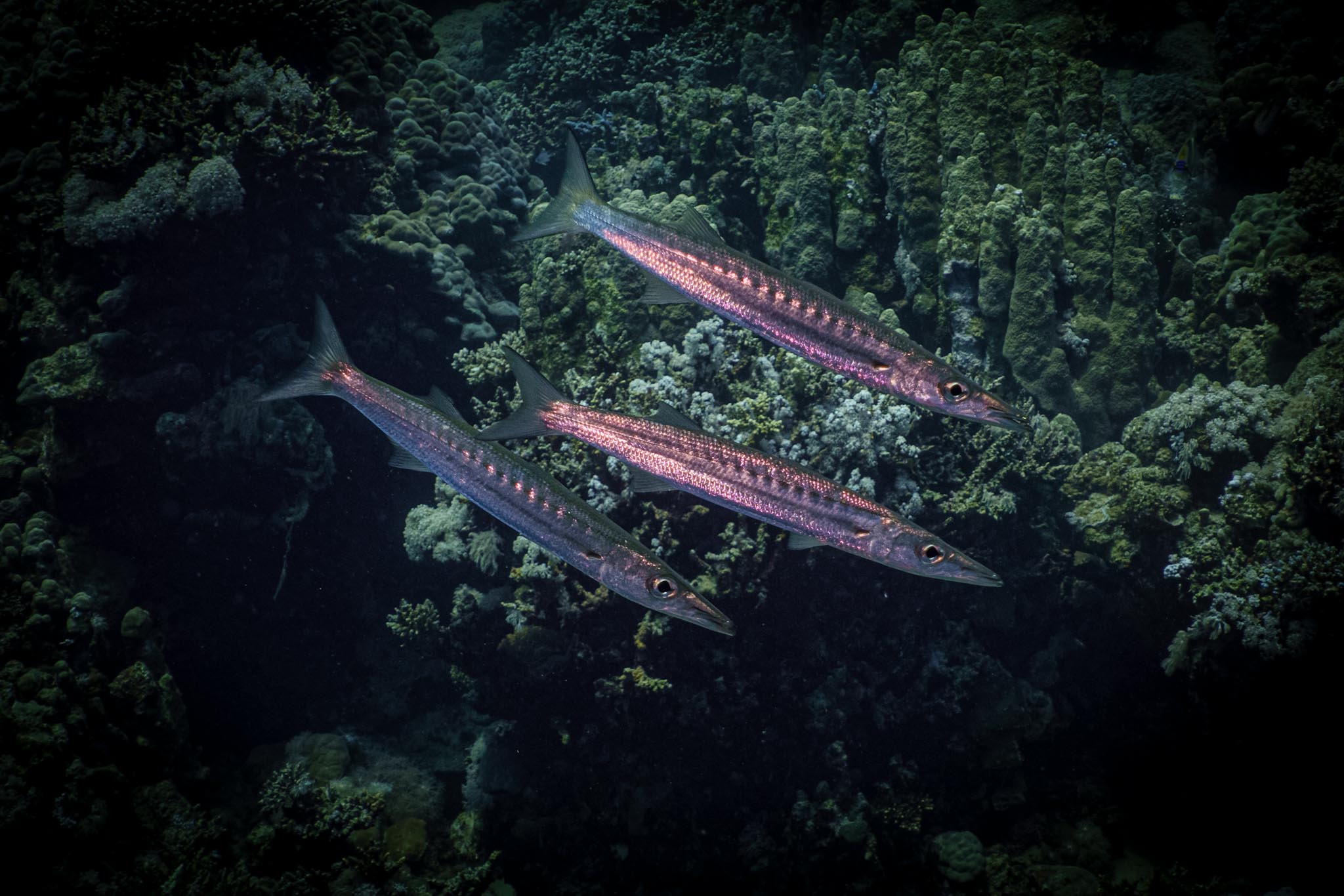 Three barracuda swimming above vibrant coral reef in deep ocean waters.
