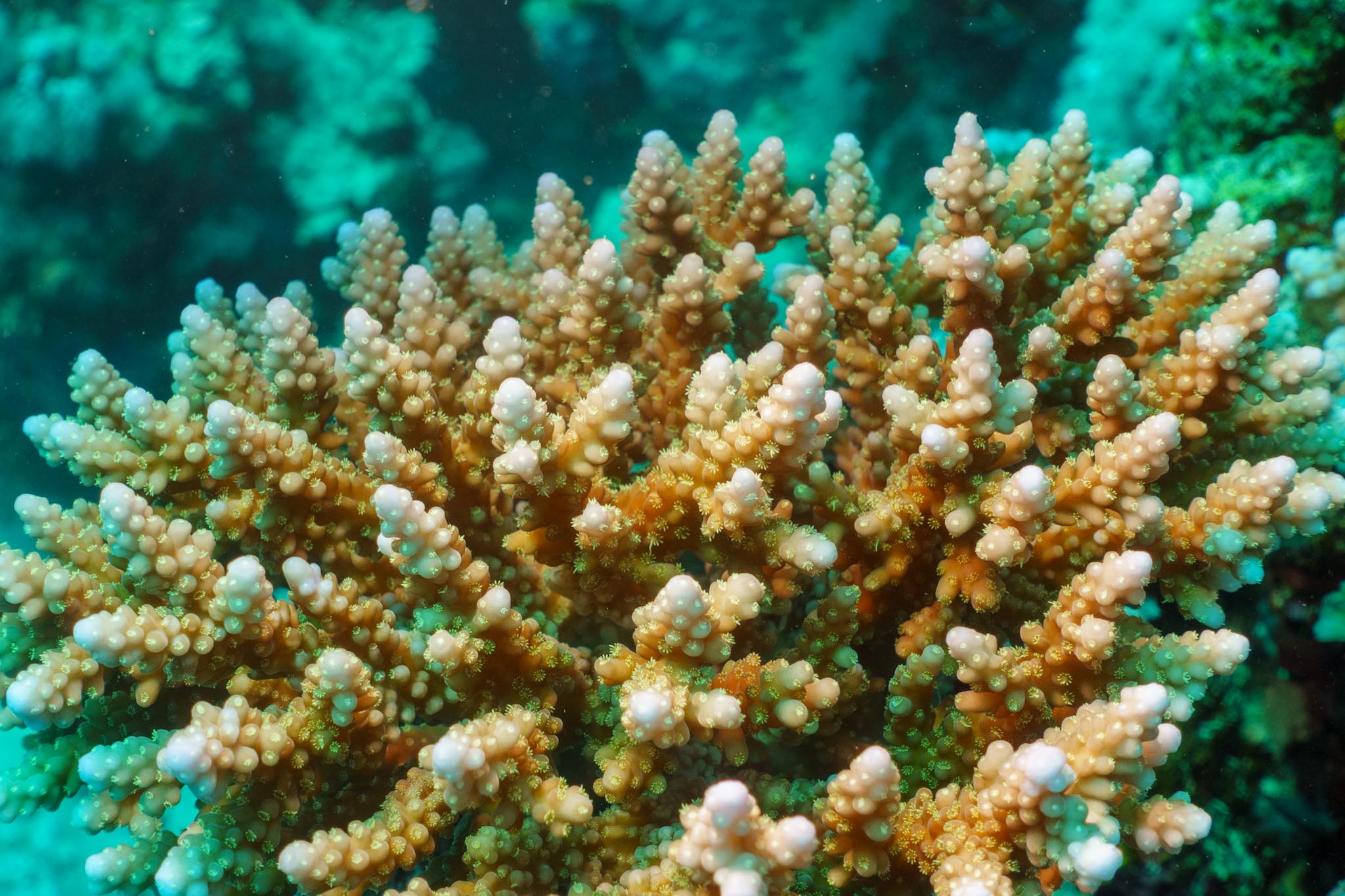 Close-up of vibrant coral reef with branching coral polyps in a turquoise underwater environment.