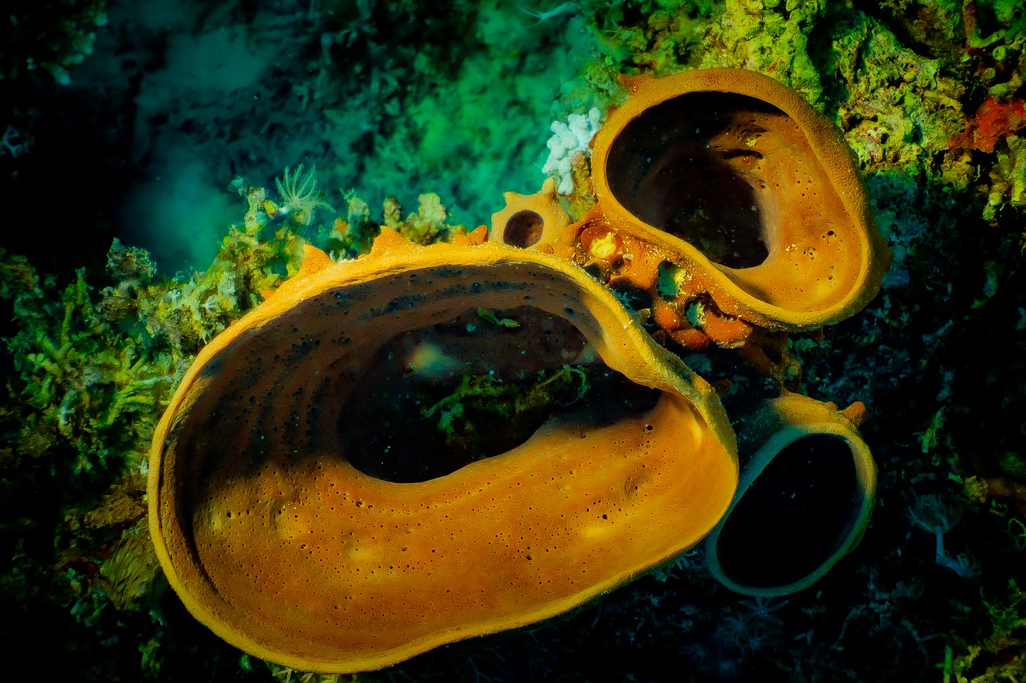 Close-up of vibrant, orange barrel sponges on the ocean floor surrounded by colorful marine life.