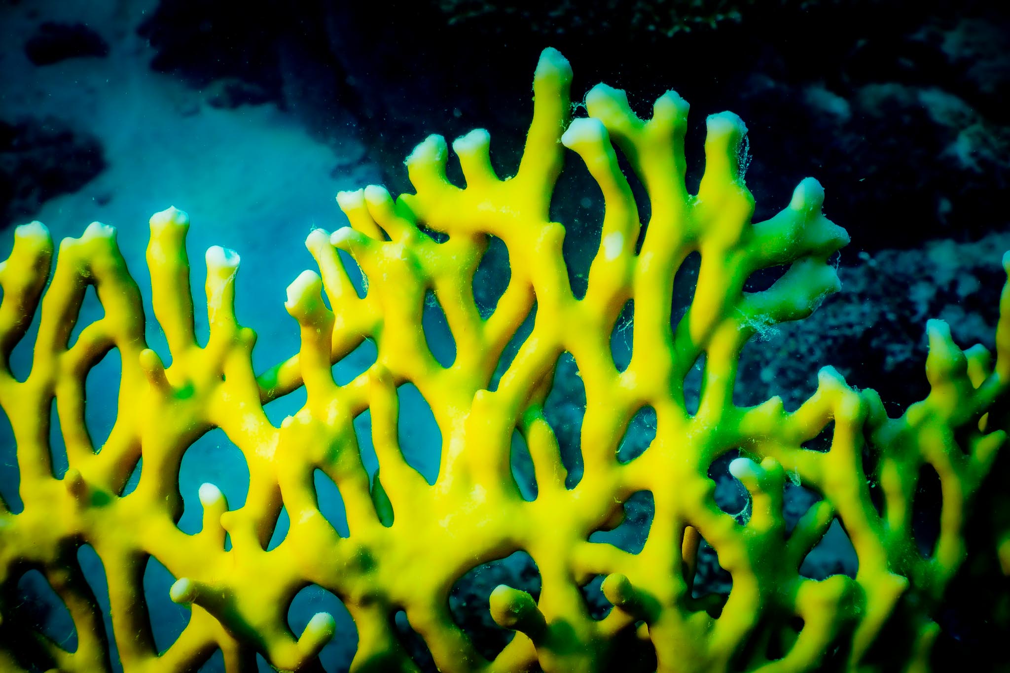 Vibrant yellow coral underwater with intricate branching patterns against a blue ocean backdrop.