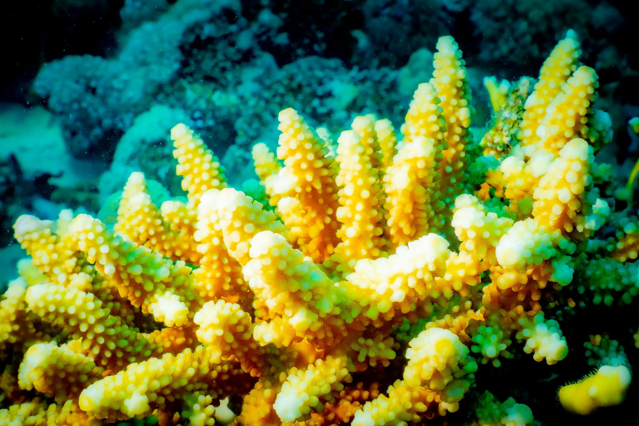 Vibrant yellow coral underwater with blue background in a colorful marine environment.