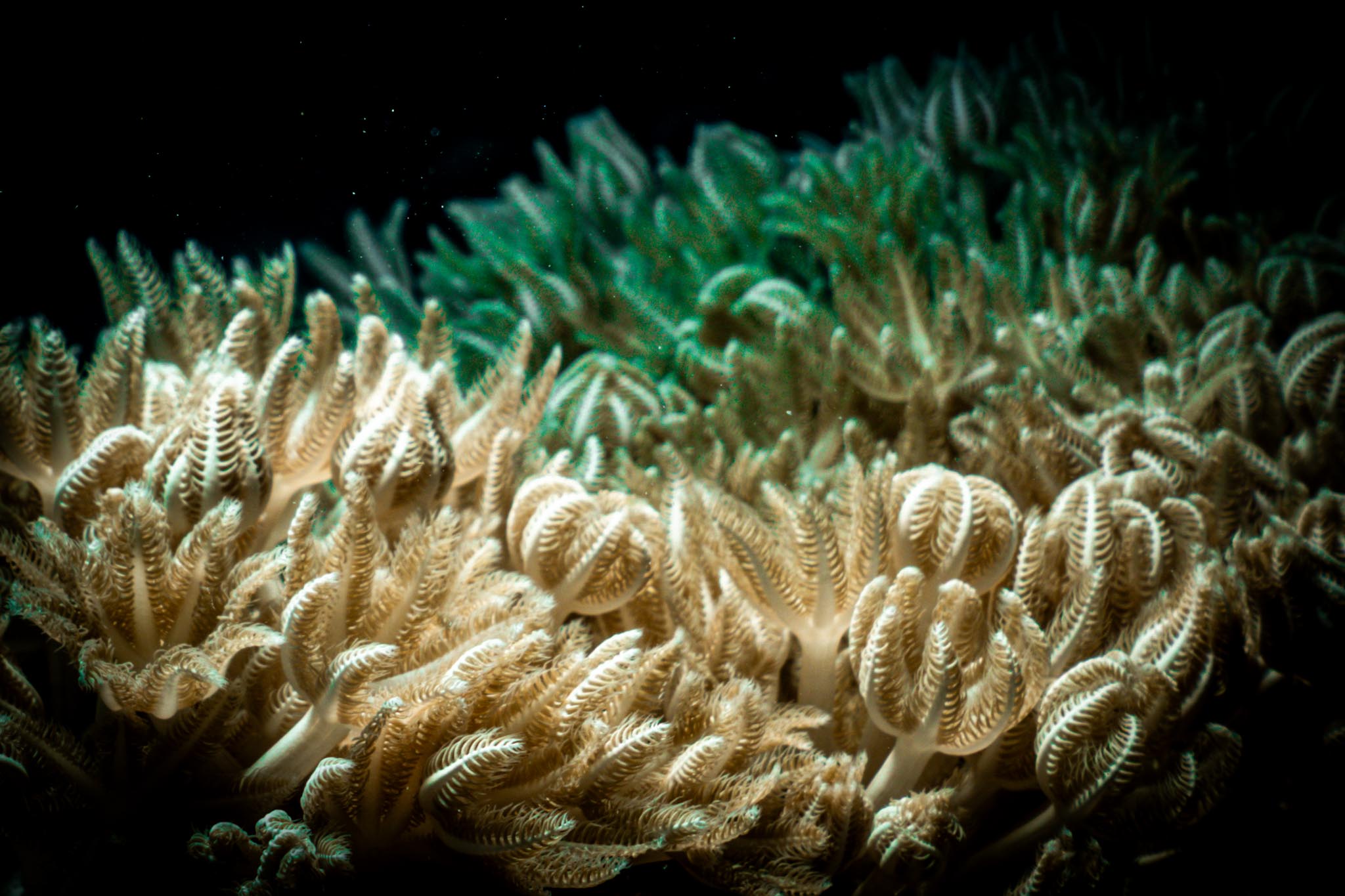 Close-up of vibrant, textured coral polyps with feathery tentacles in an underwater reef setting.