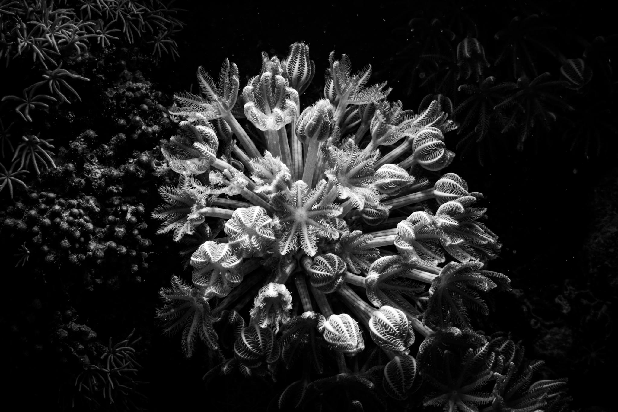Black and white close-up of intricate coral polyps, showcasing delicate patterns and textures, undersea wildlife.