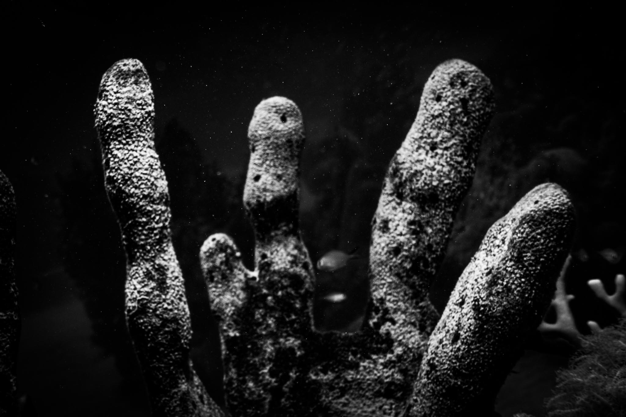 Close-up of underwater coral formation resembling fingers, highlighted in monochrome against a dark background.
