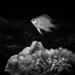 Oma Sukan Reef, El Quseir β One of the Red Seaβs Hidden Dive Gems π Black and white photo of a fish swimming above coral in a dark underwater scene.