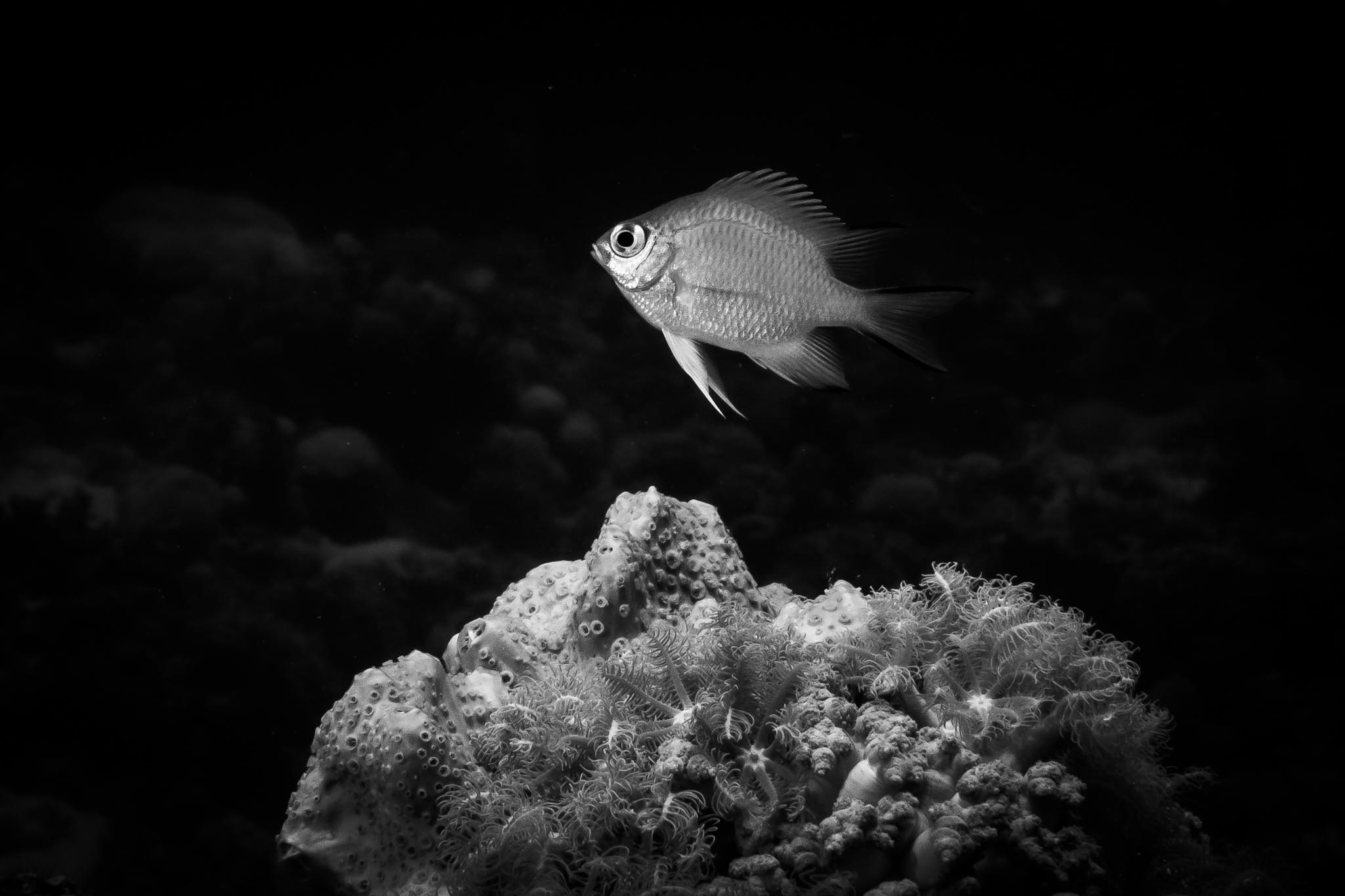 Oma Sukan Reef, El Quseir – One of the Red Sea’s Hidden Dive Gems 🐠