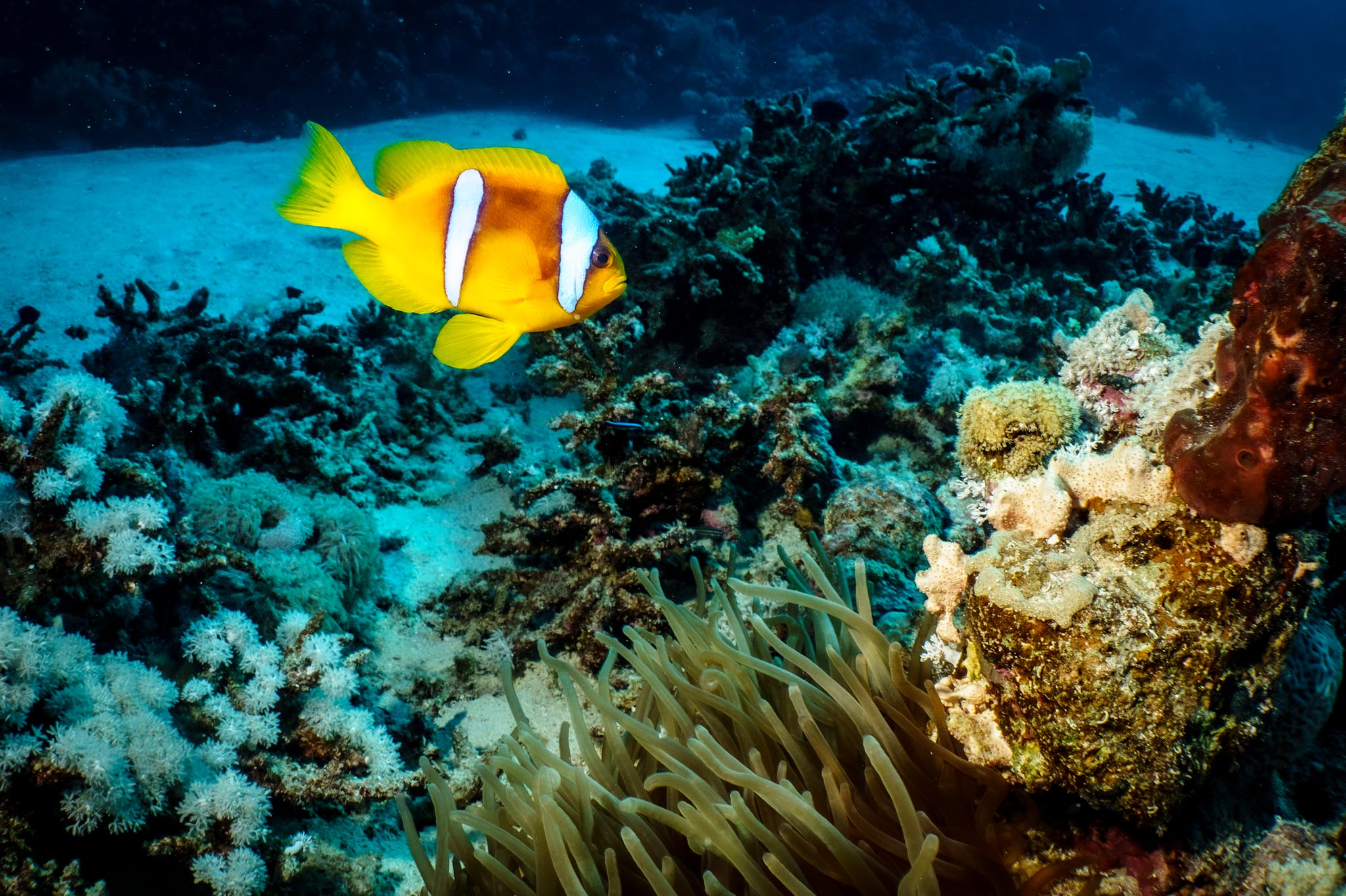 Bright clownfish swimming near coral reefs and sea anemones in clear blue ocean water.