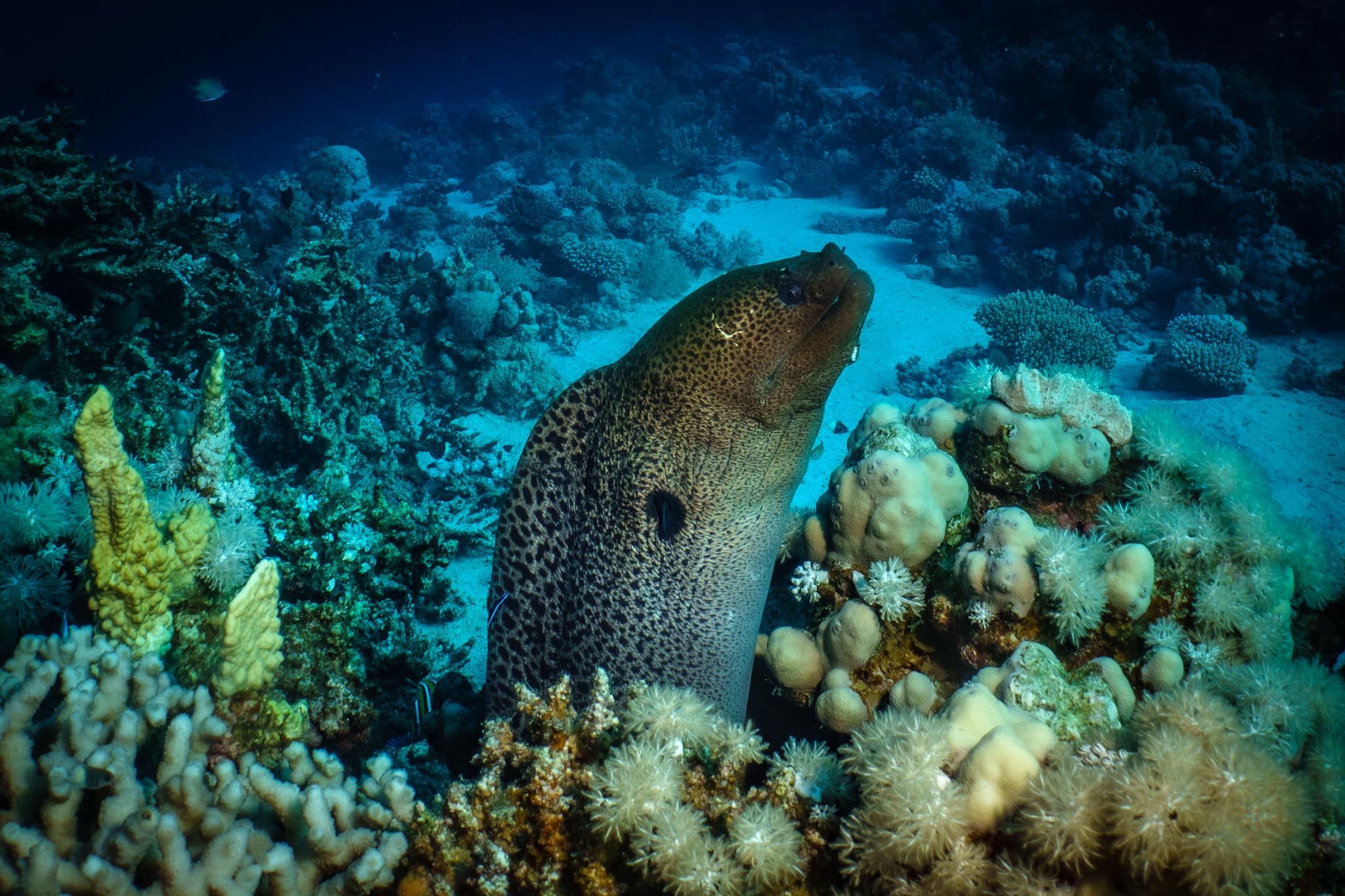 Moray eel among colorful coral reef in vibrant blue ocean depths, showcasing marine biodiversity.