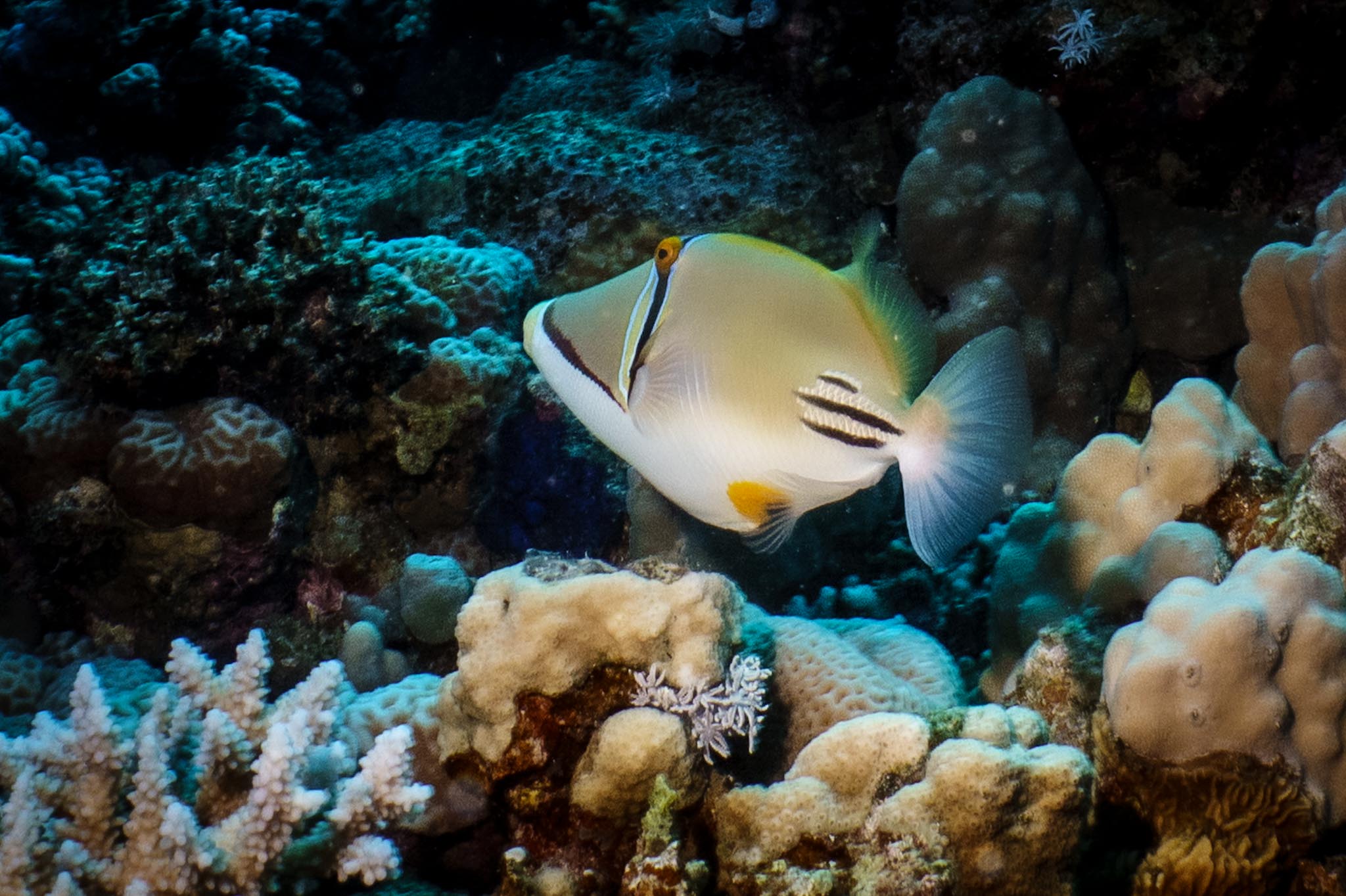 Colorful tropical fish swimming near coral reef in a vibrant underwater scene.