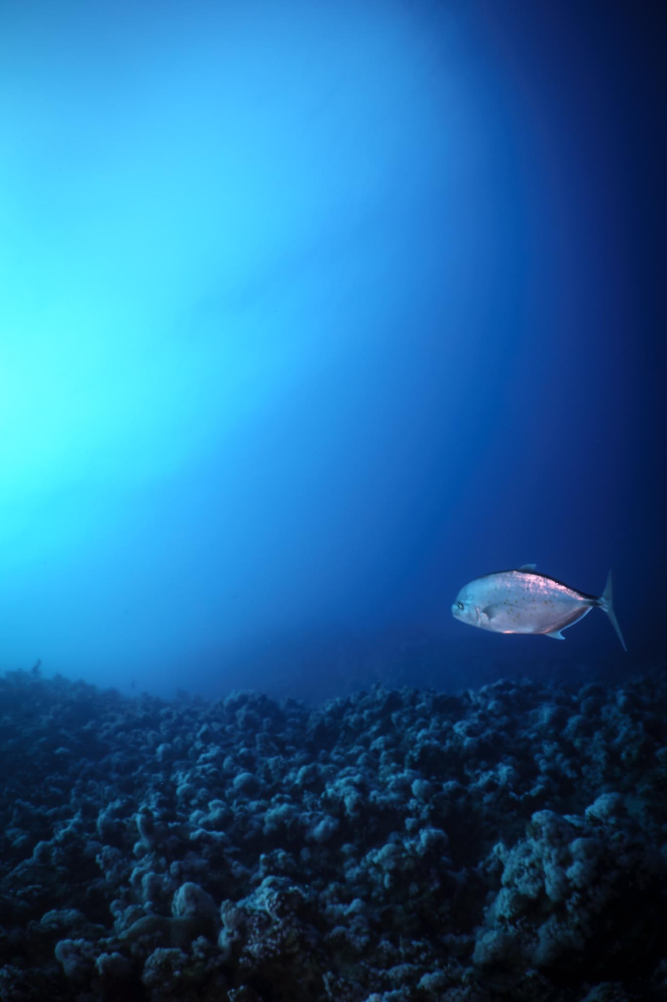 Silver fish swims over coral reef in deep blue ocean.