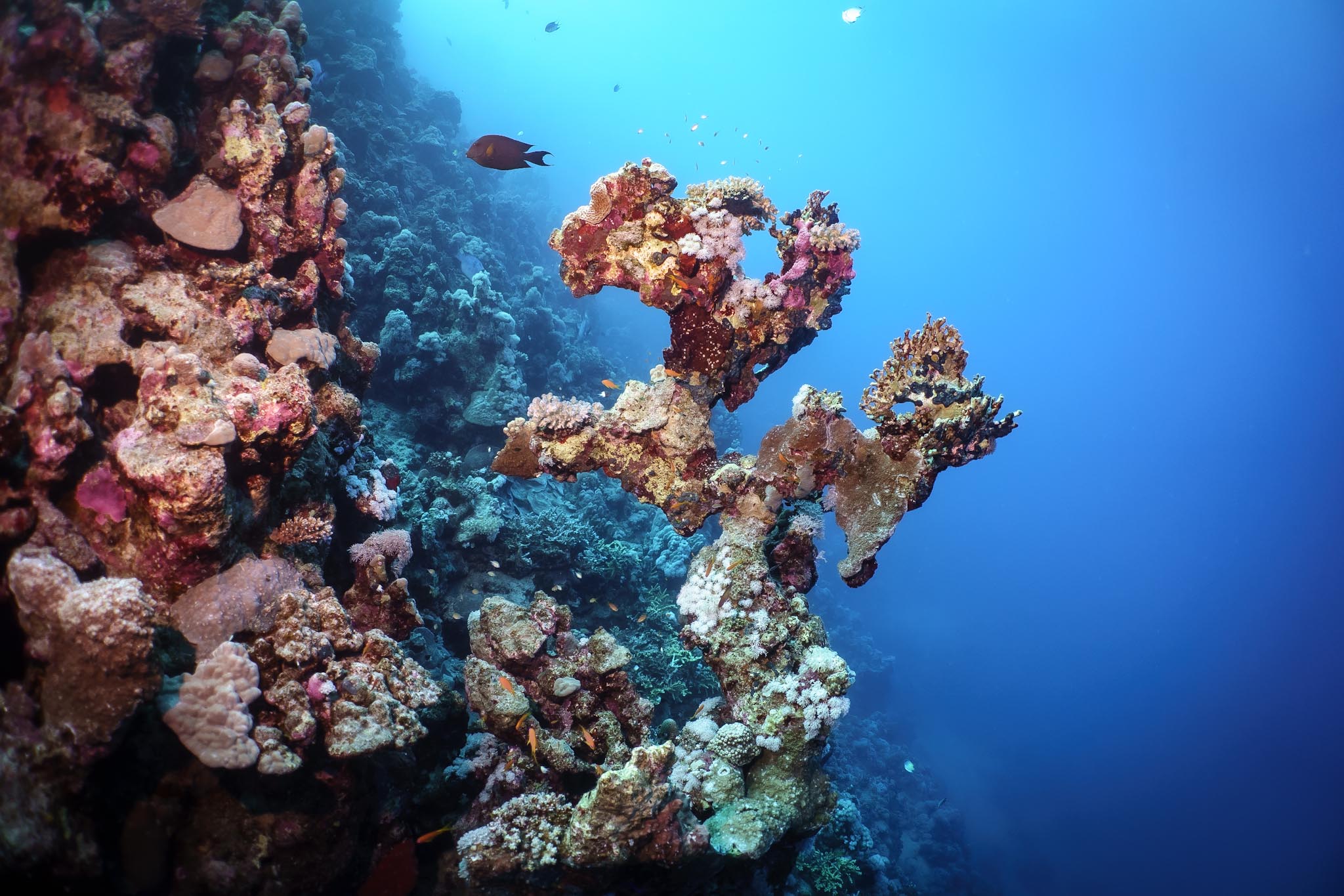 Colorful coral reef teeming with marine life in clear blue ocean, featuring vibrant fish and diverse coral formations.