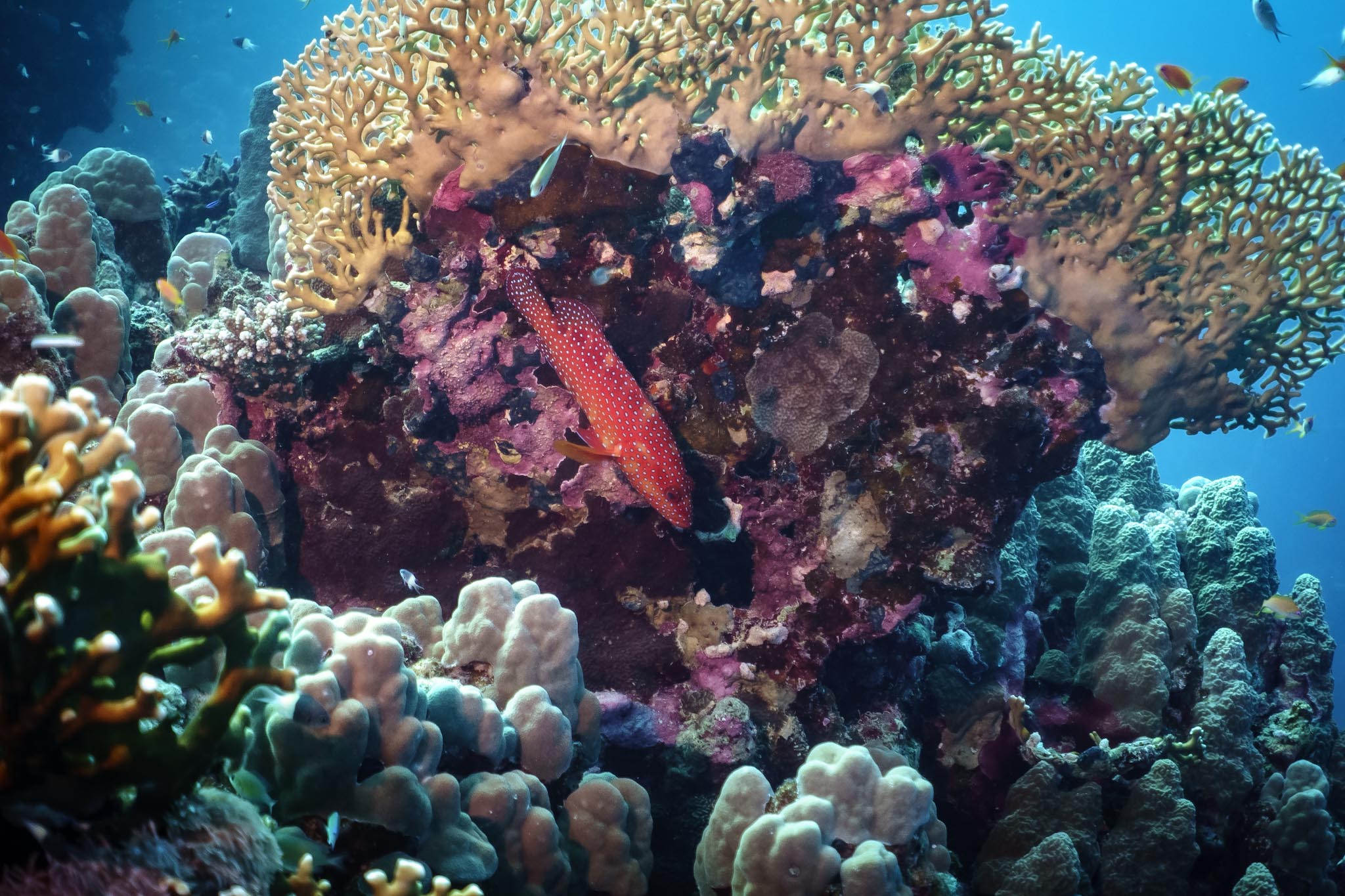 Colorful reef fish swims among vibrant corals and marine life in a clear blue underwater scene.